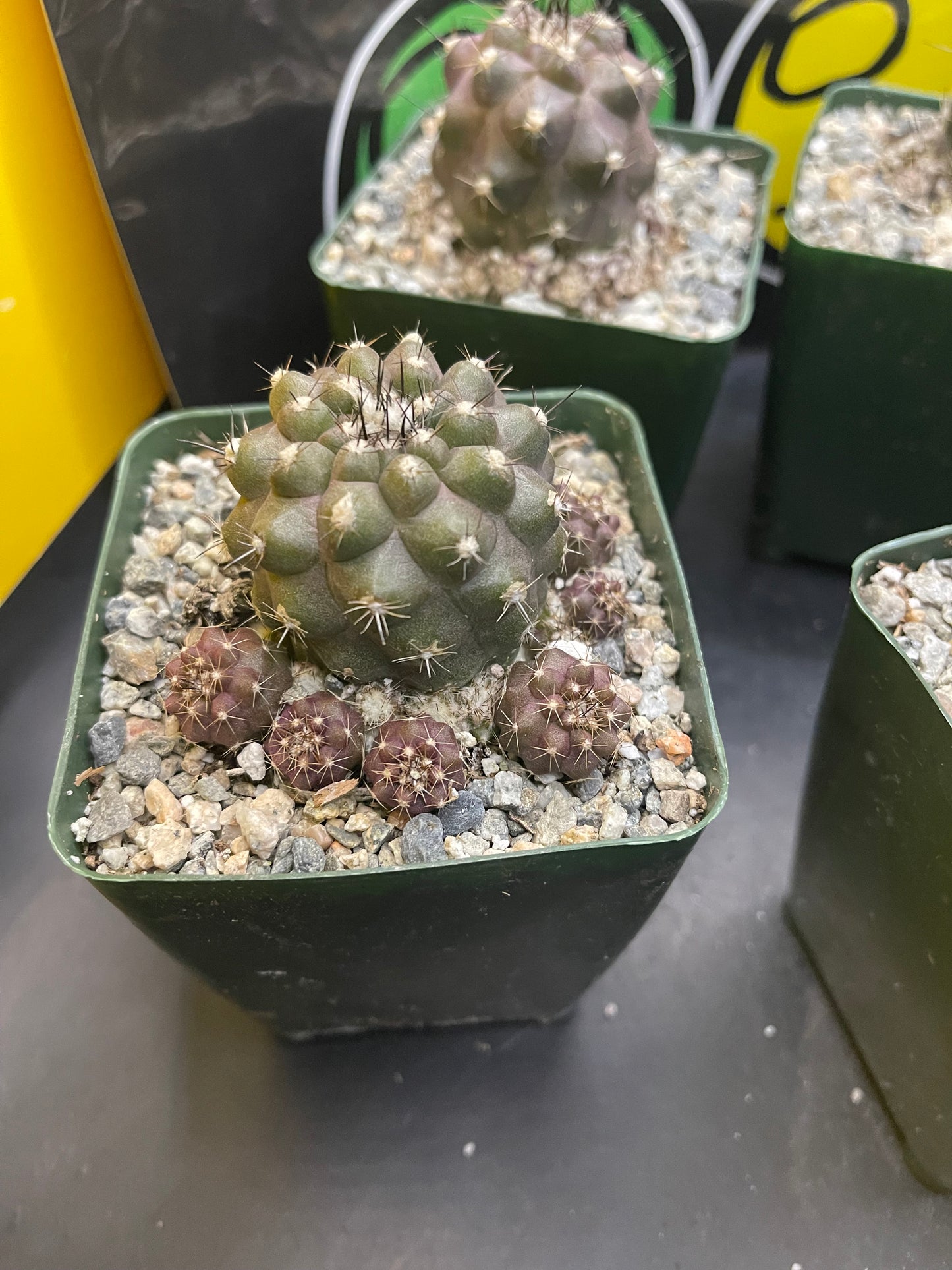 Copiapoa with tons of fresh pups !!