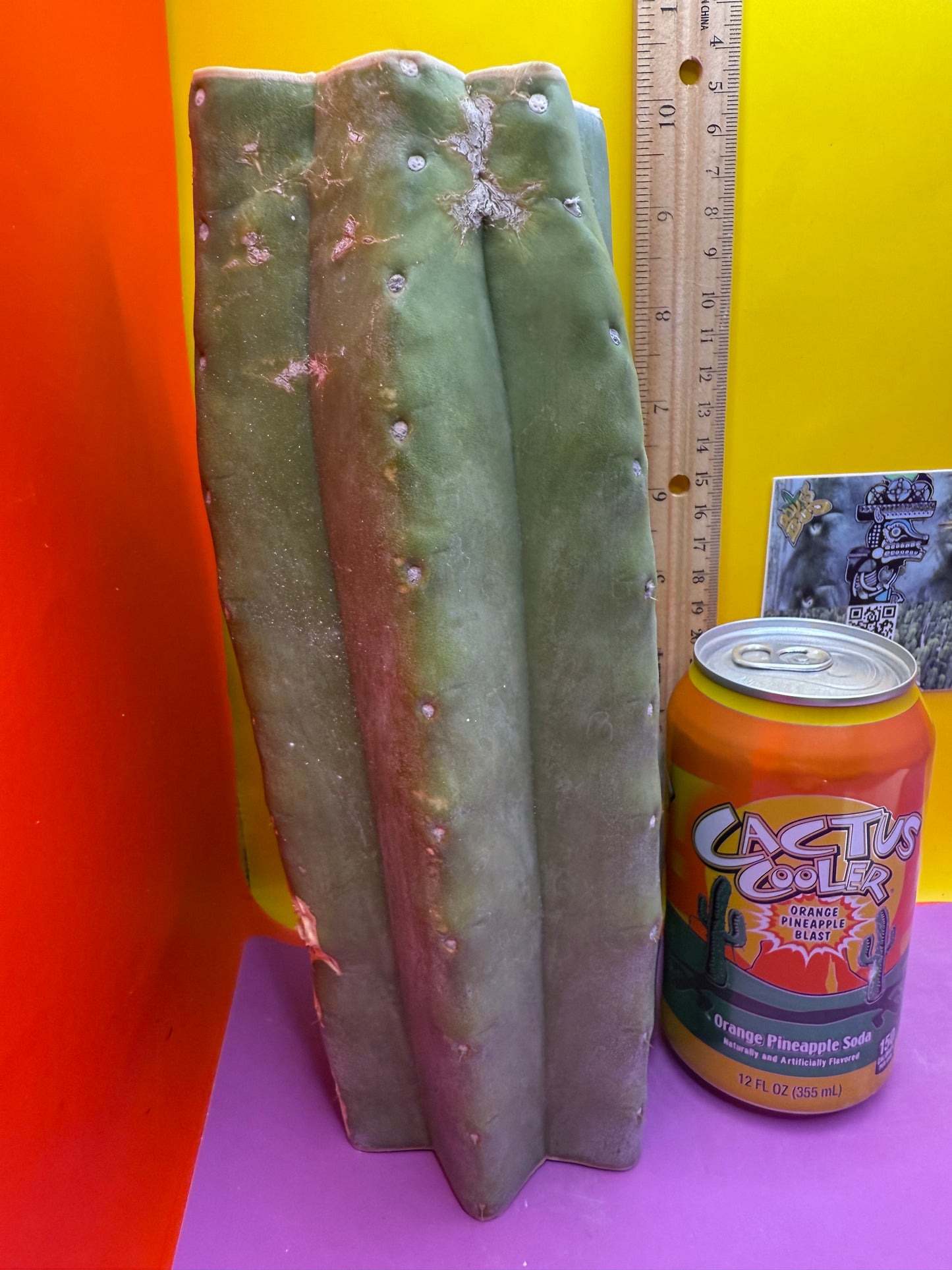 Thick Cahuilla off original motherstand ! !!!