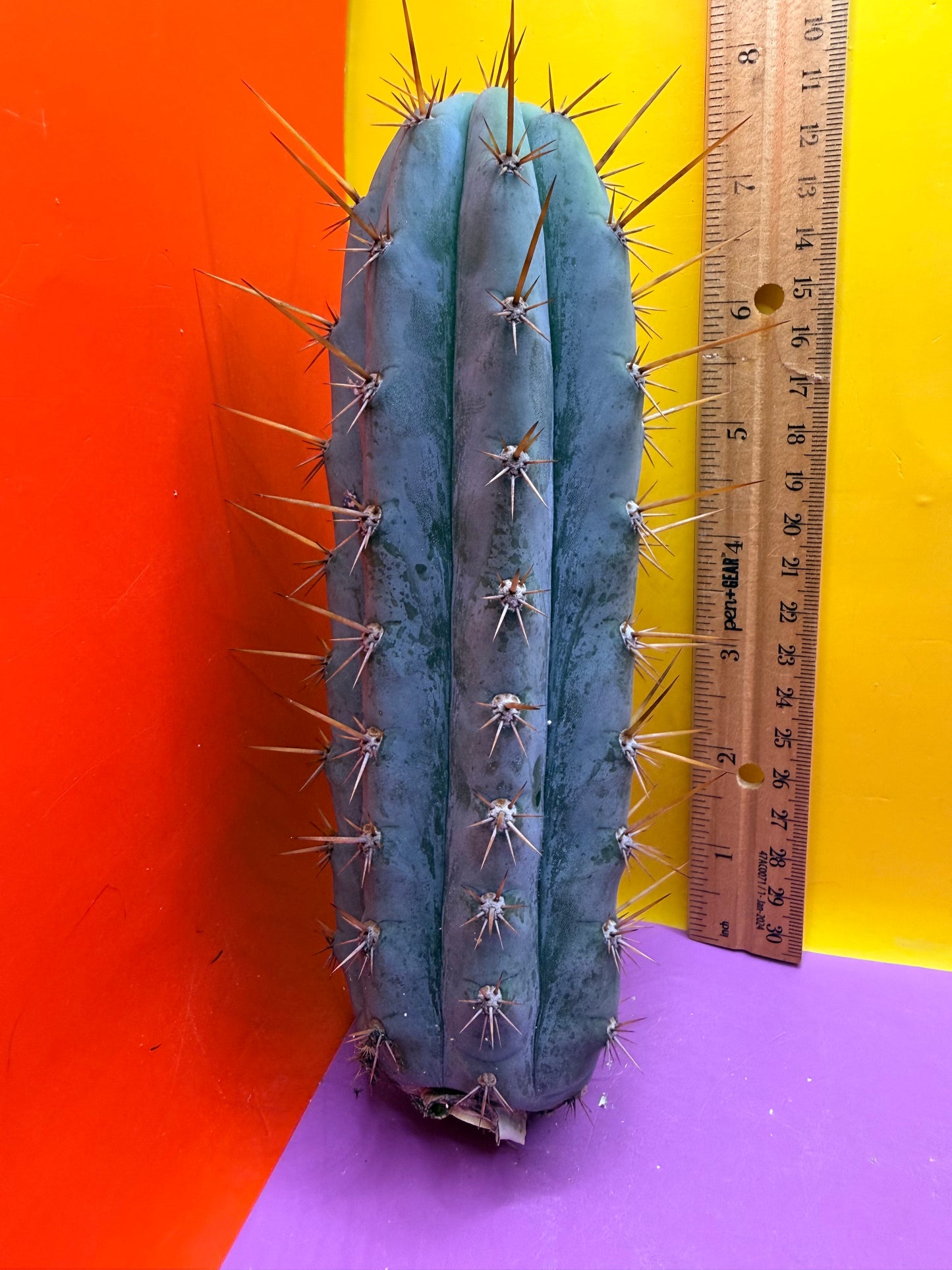 Powdery Blue Trichocereus Peruvianus !!