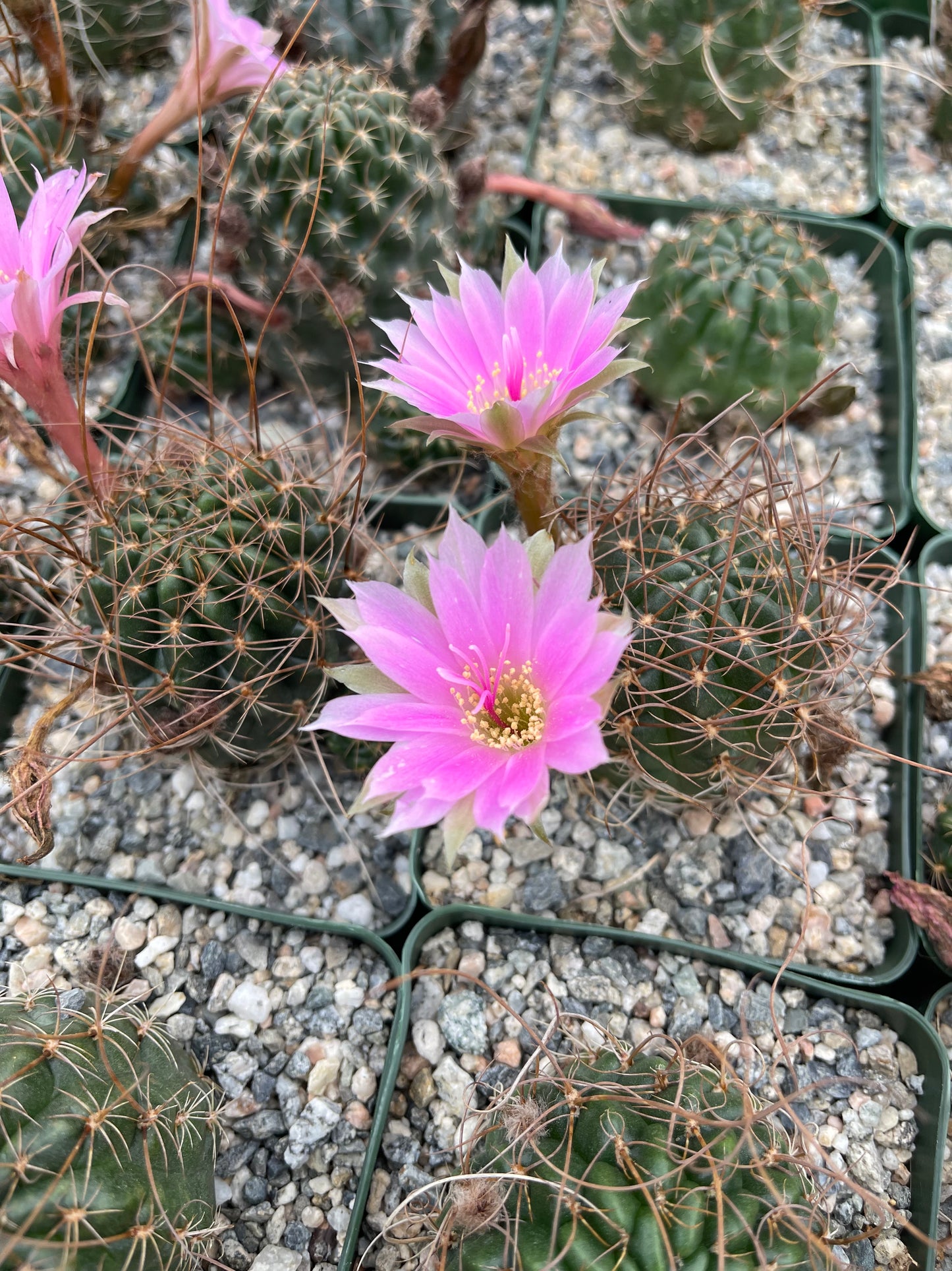 Blooming Lobivia with tons of flower buds !