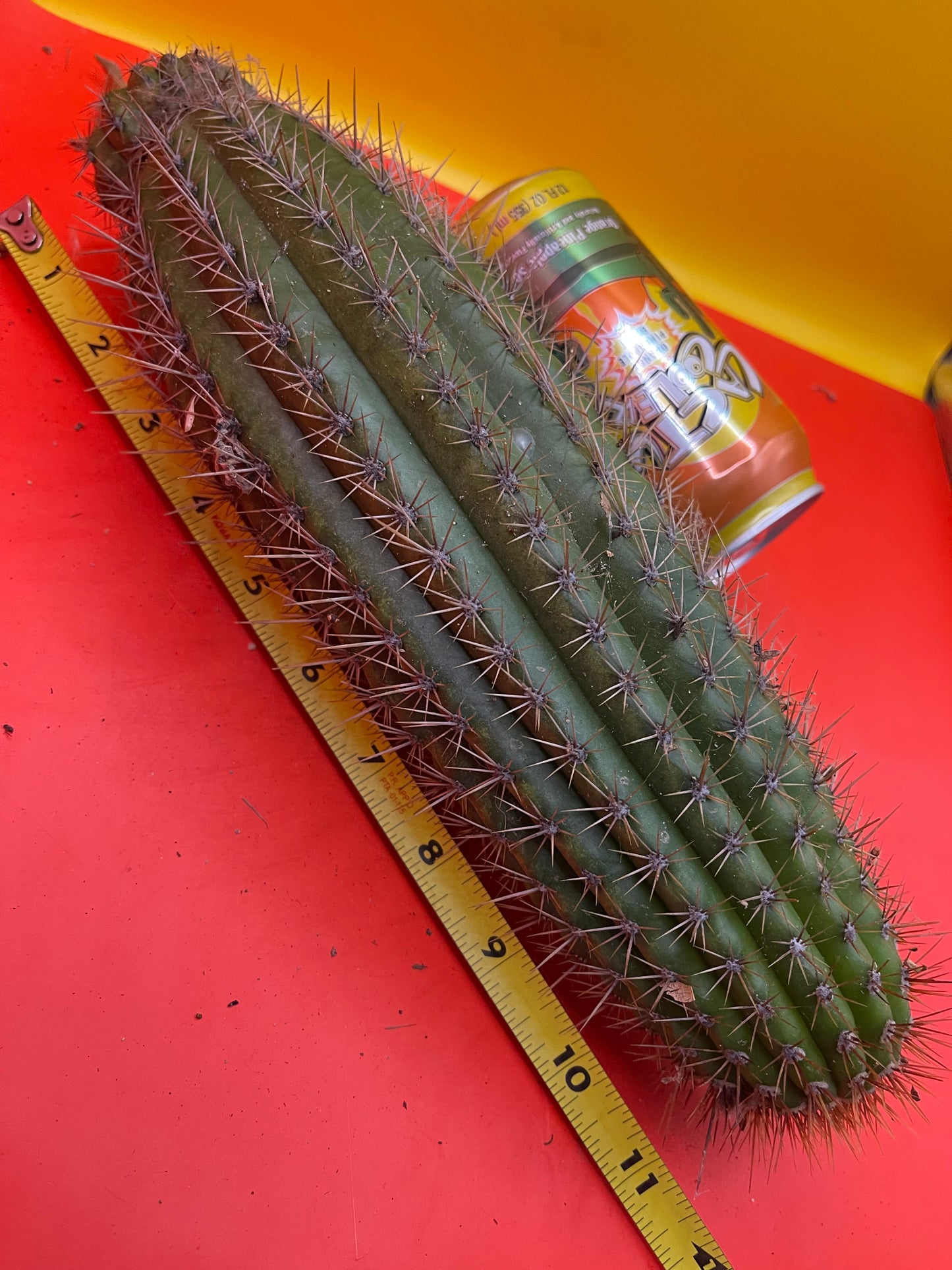 Trichocereus spachianus