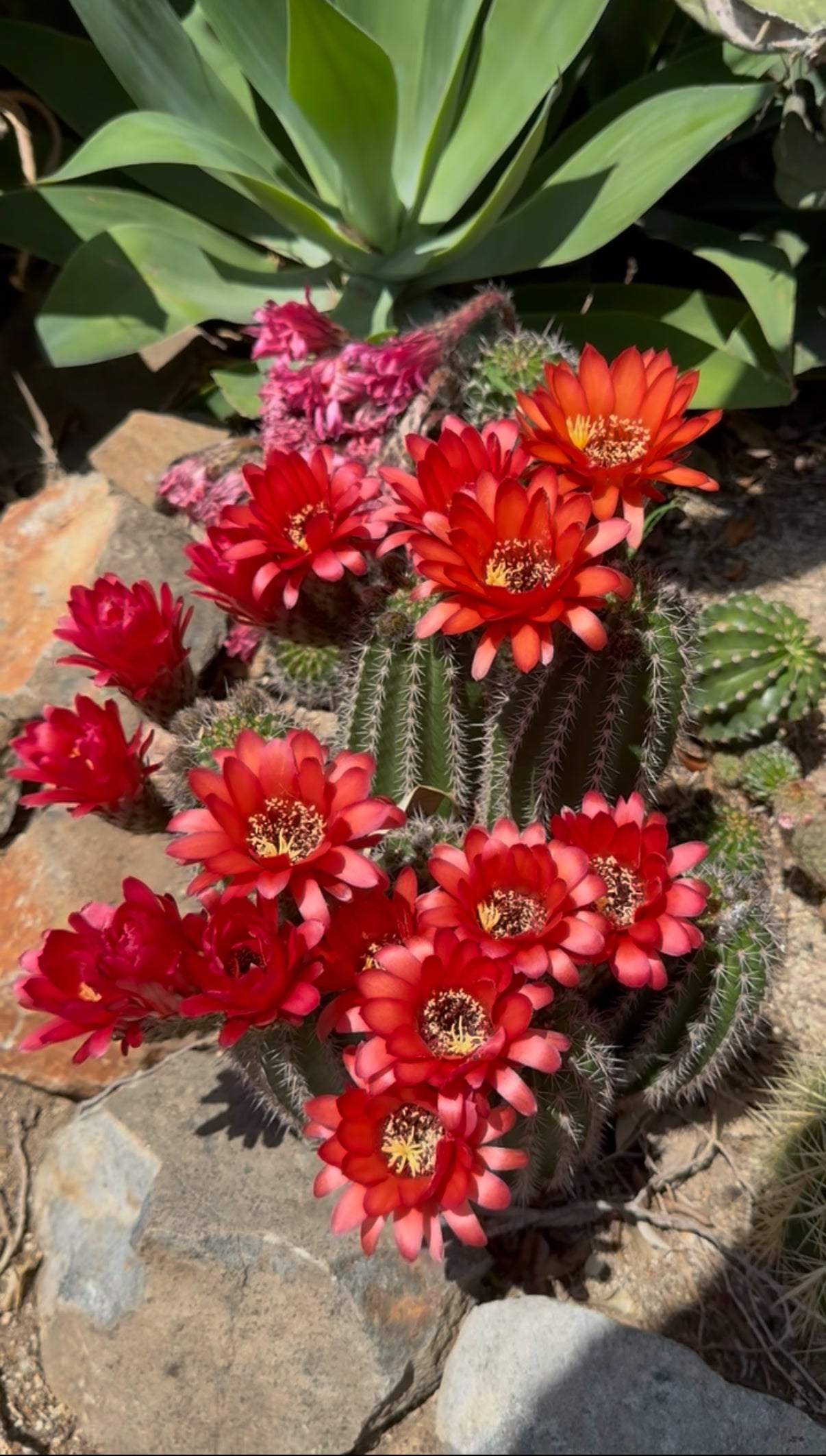 Red Lobivia purpureominiata seeds .