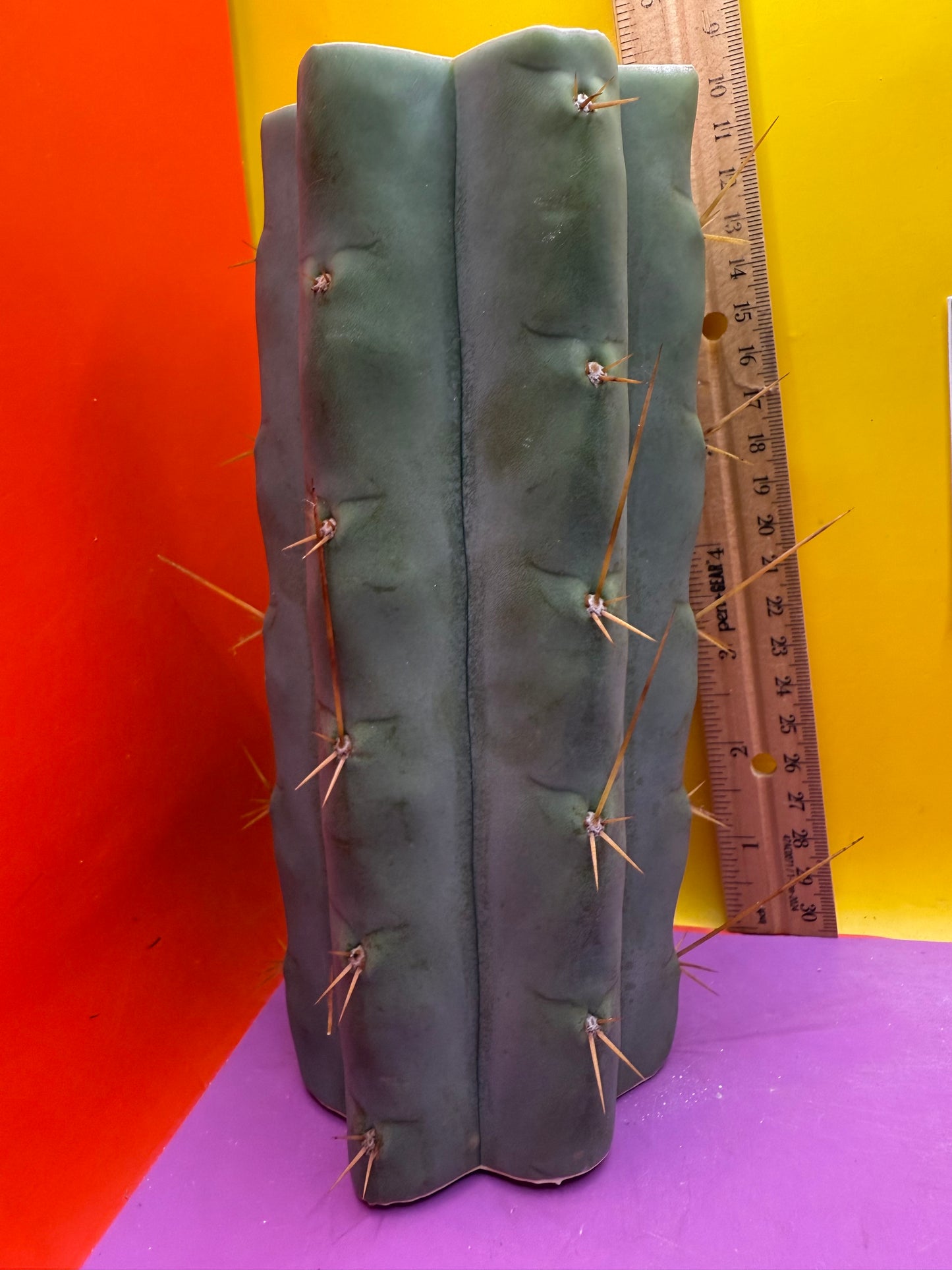 Trichocereus Bridgesii hybrid !