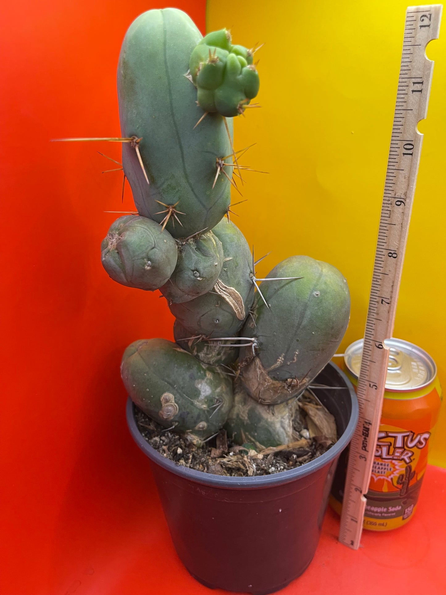 TBM !!! Potted cactus