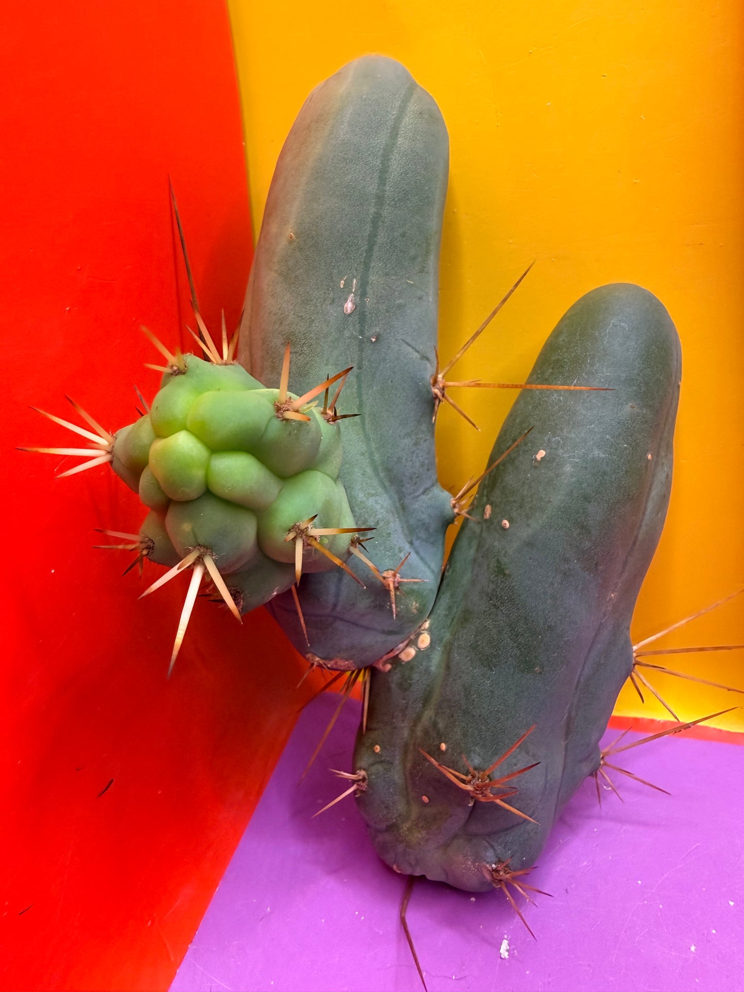 TBM !!!! Short form , B