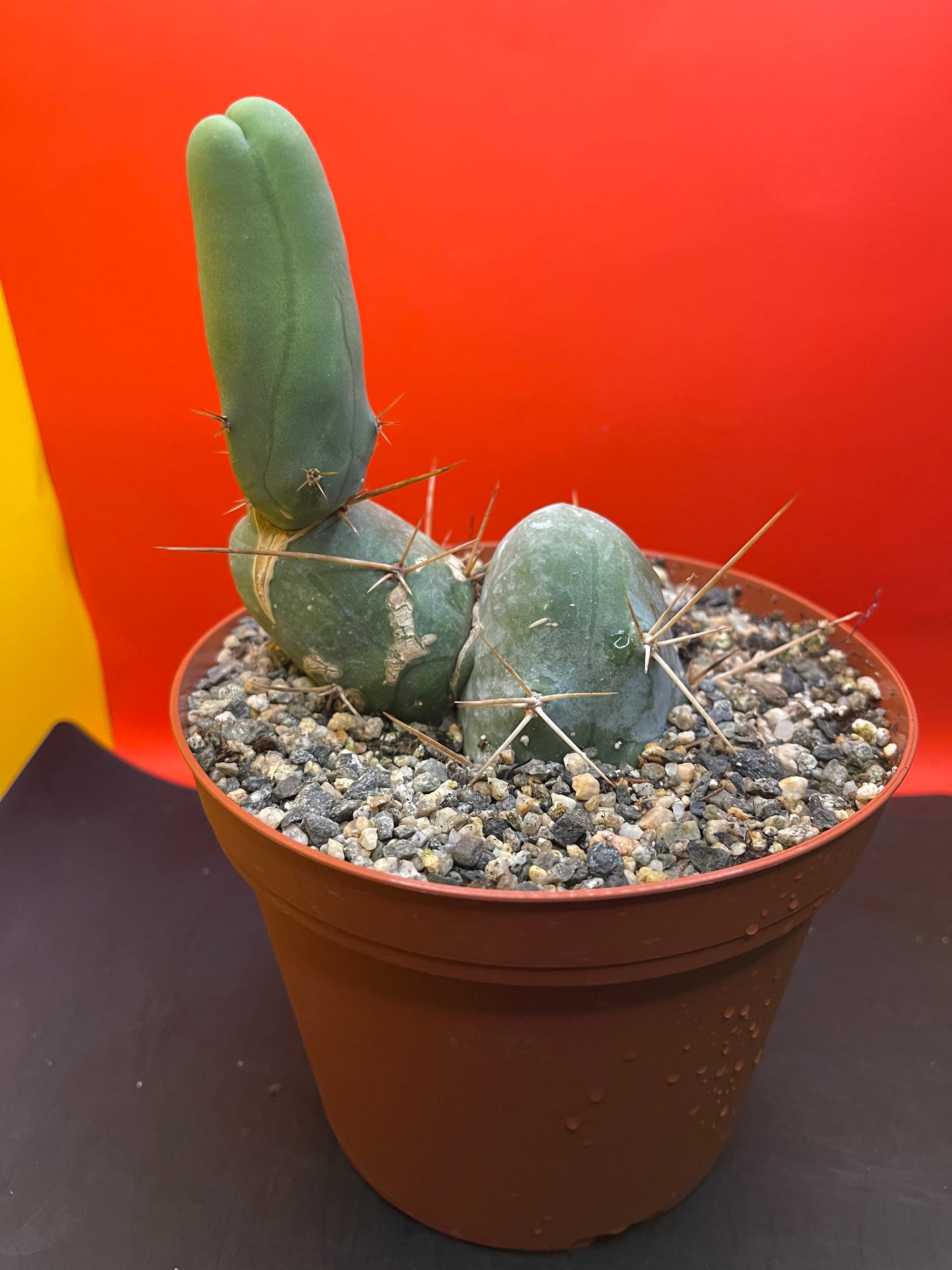 PENISCACTUS!!!