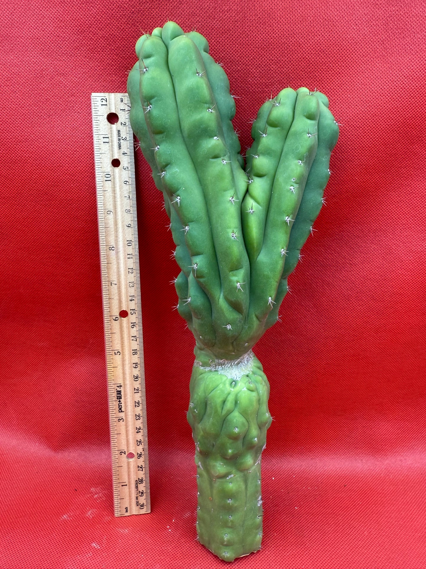 Dicot TPM !! Trichocereus Pachanoi monstrose