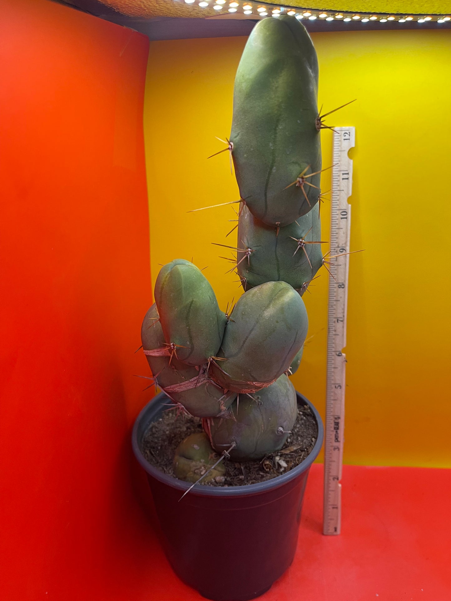 EXTRA LARGE TBM-b cactus in pot