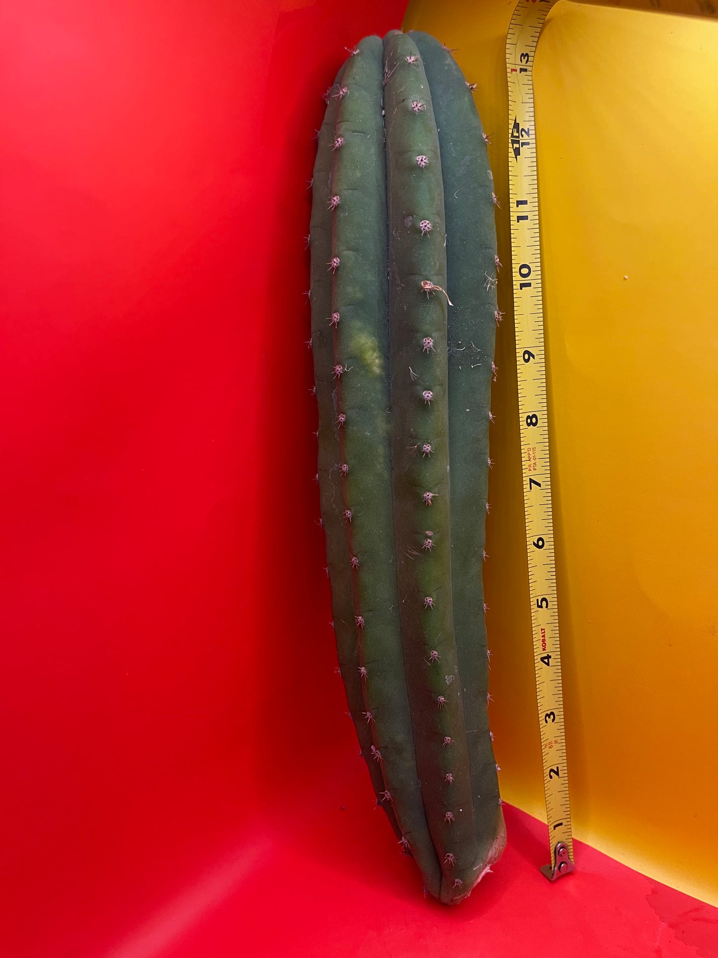 CAHUILLA trichocereus !