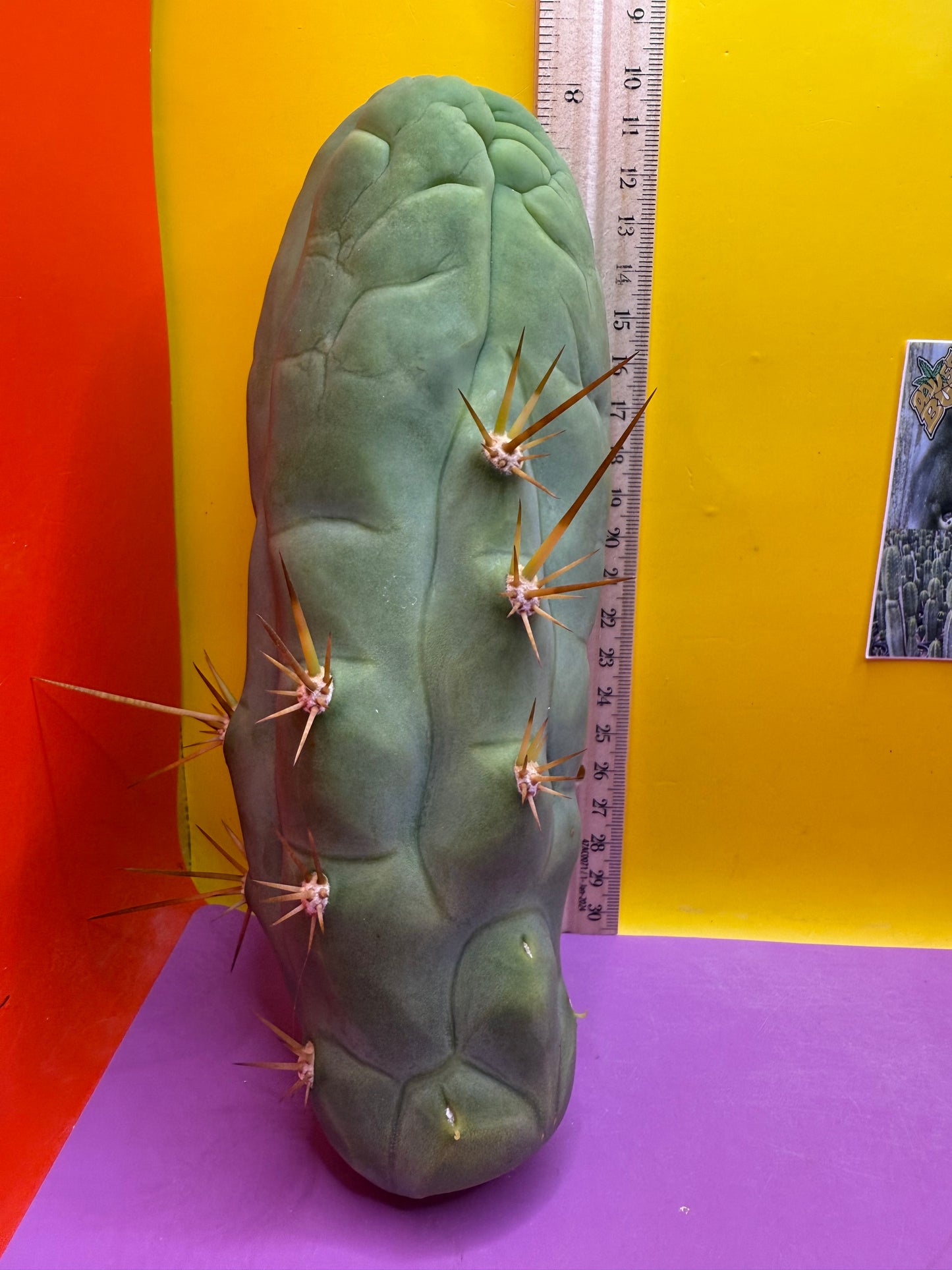 Big Thic Bruce’s Dragon 🐉