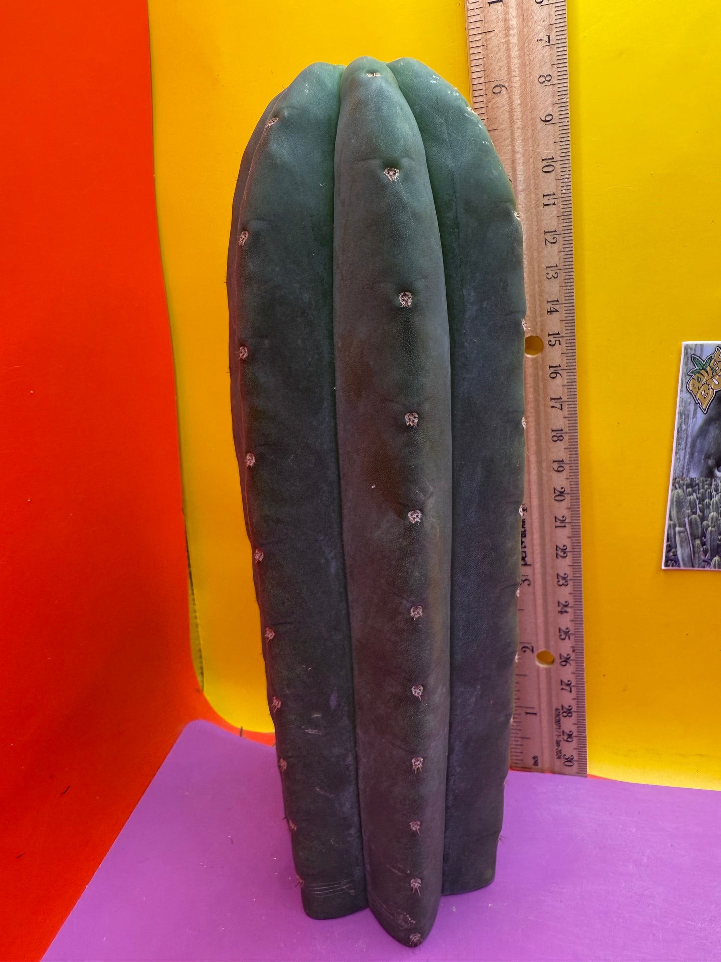 Cahuilla 3.5” thick !from the original stand