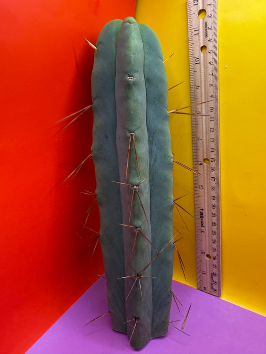 “LMA” bridgesii