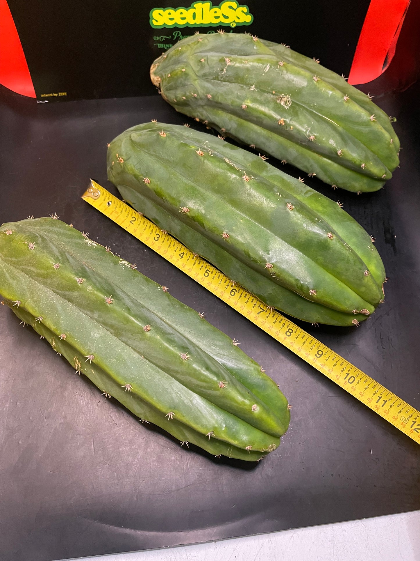 3 San Pedro cactus