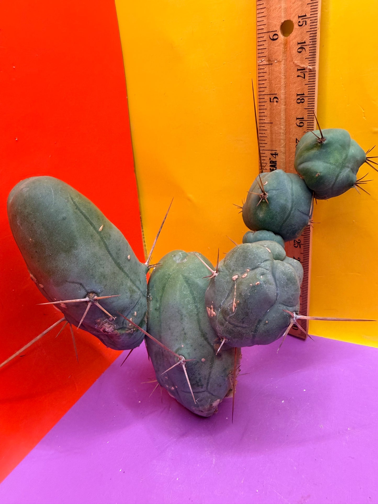 TBM !!!! 5 segment branching !