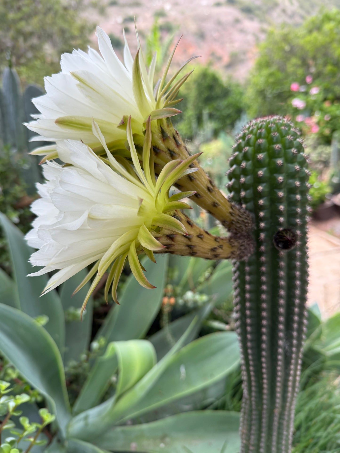 Trichocereus Brevispinulosus x Cahuilla seeds