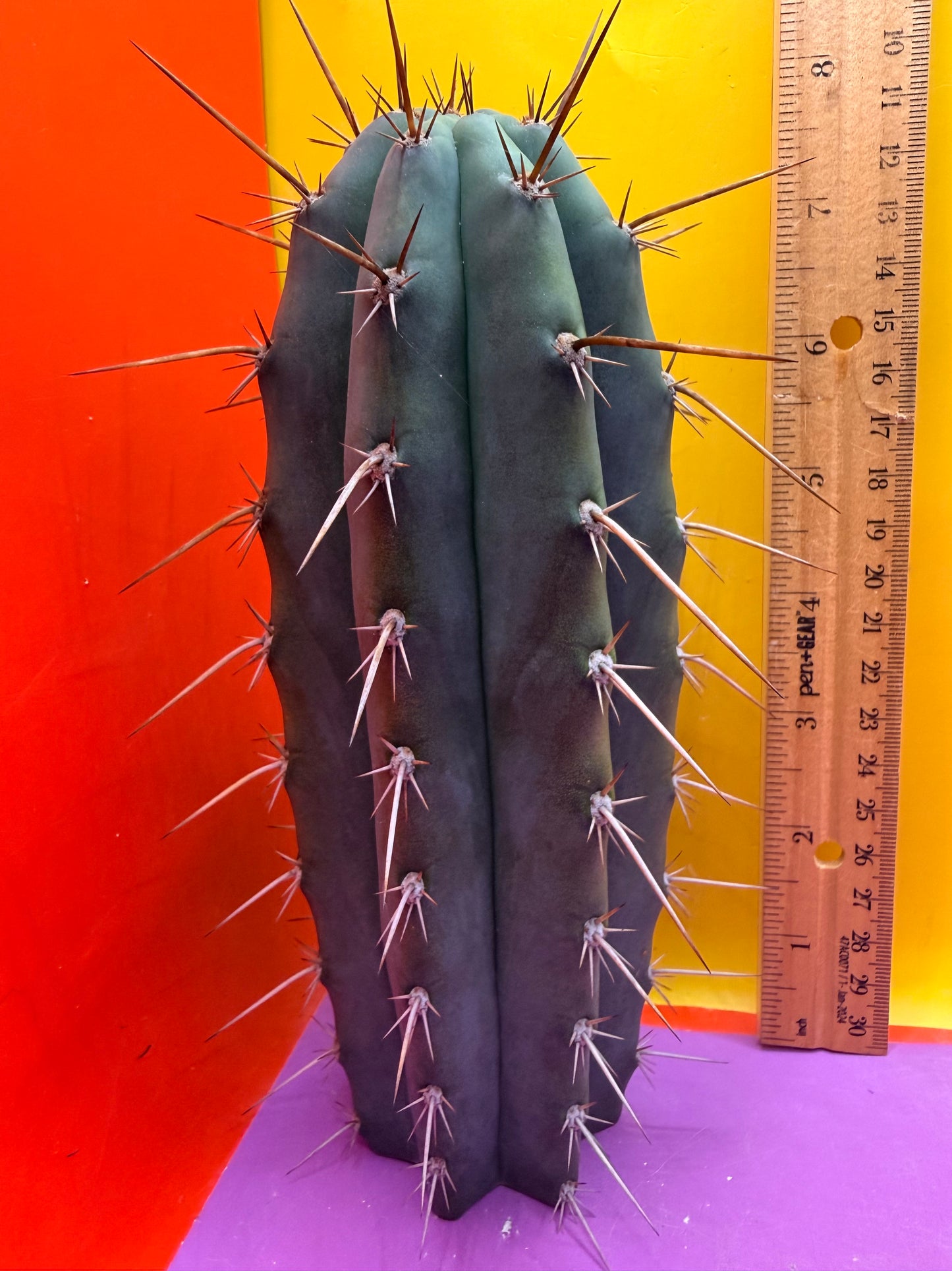 “RC’s T.P. 🧻”  trichocereus peruvianus !!
