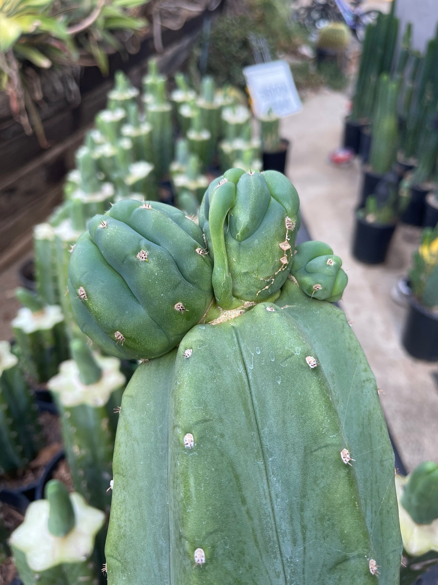 Freak Cahuilla !!! Trichocereus