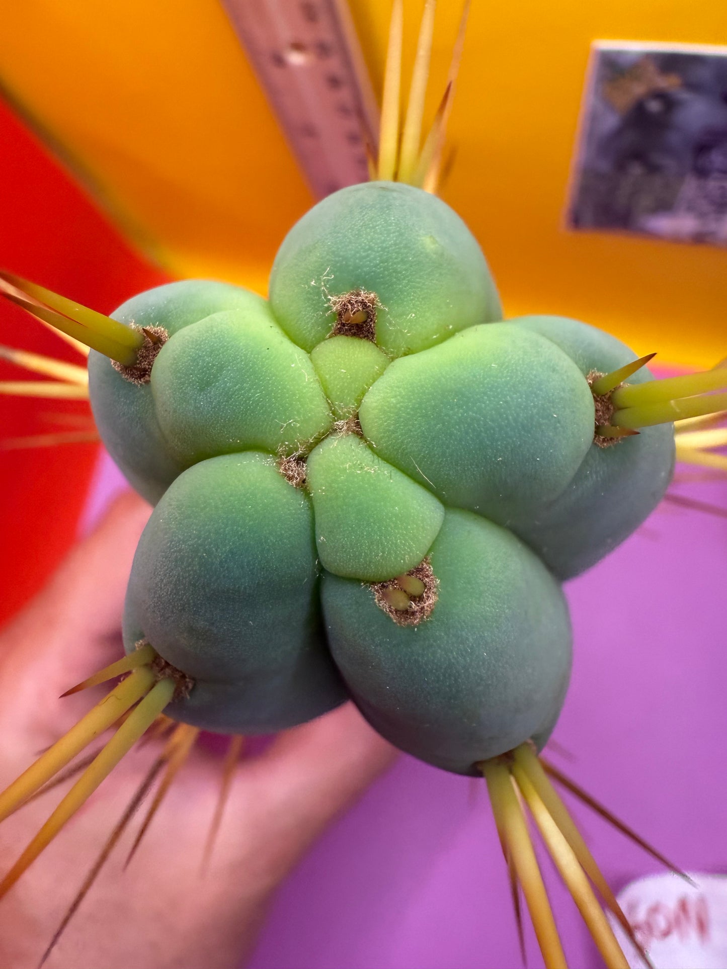 “Son of Ron” flawless tip cutting