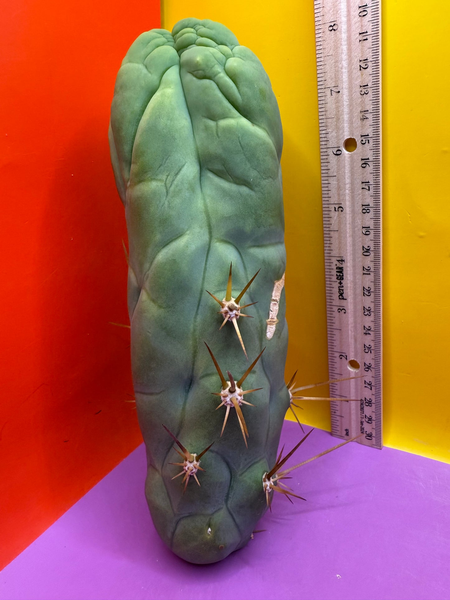 Bruce’s Dragon - almost 3” thick !