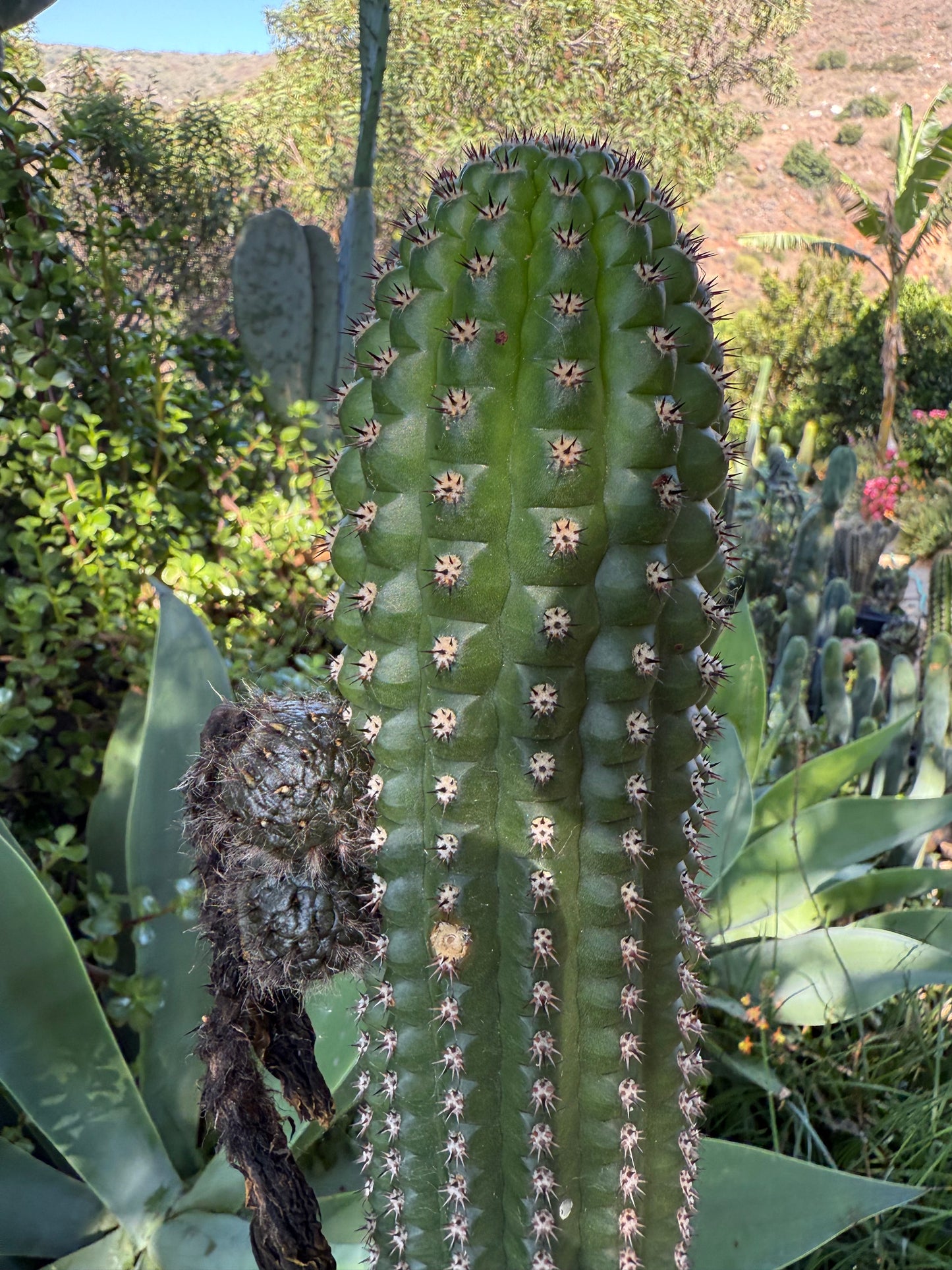 Trichocereus Brevispinulosus x Cahuilla seeds