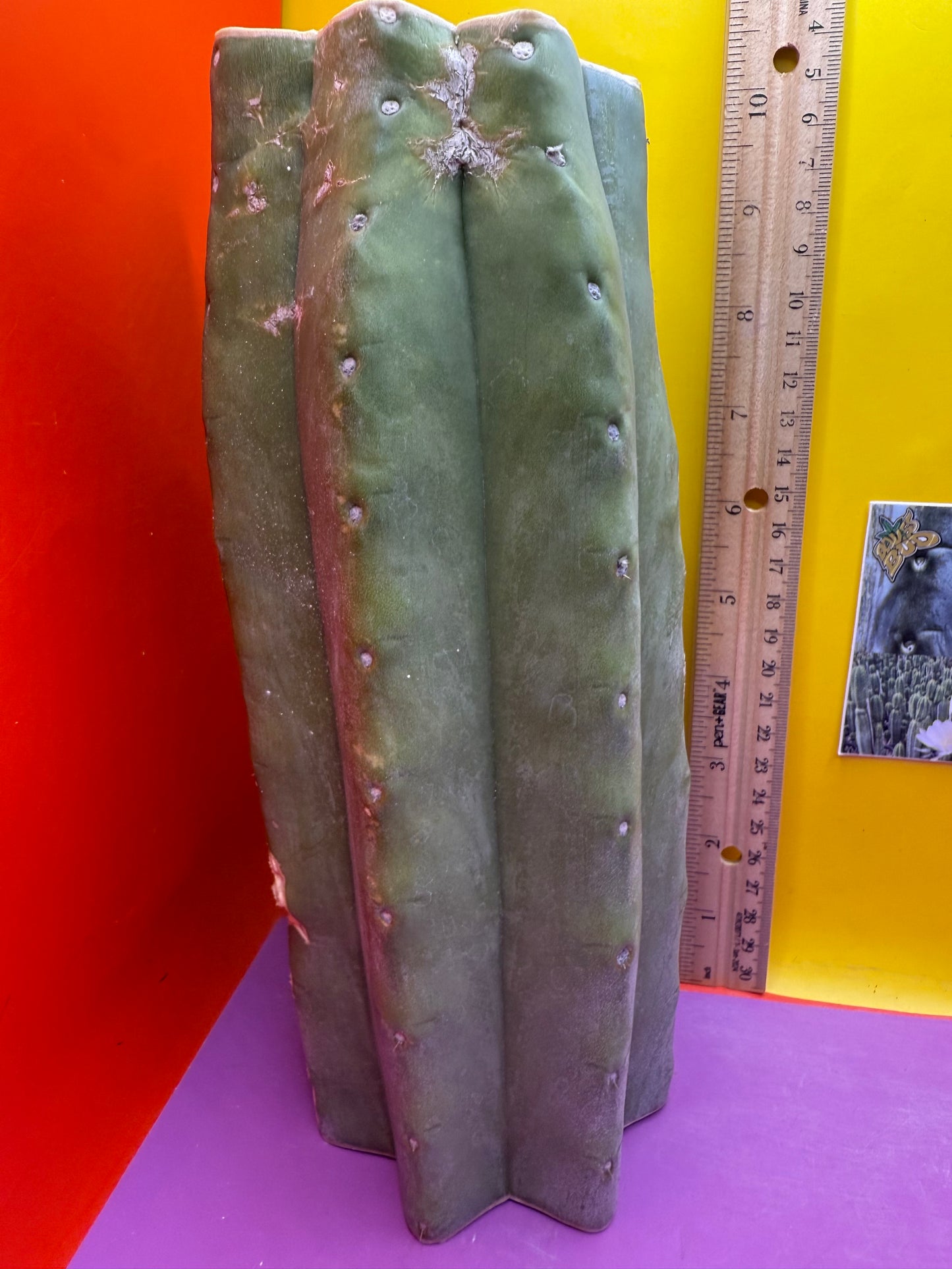 Thick Cahuilla off original motherstand ! !!!