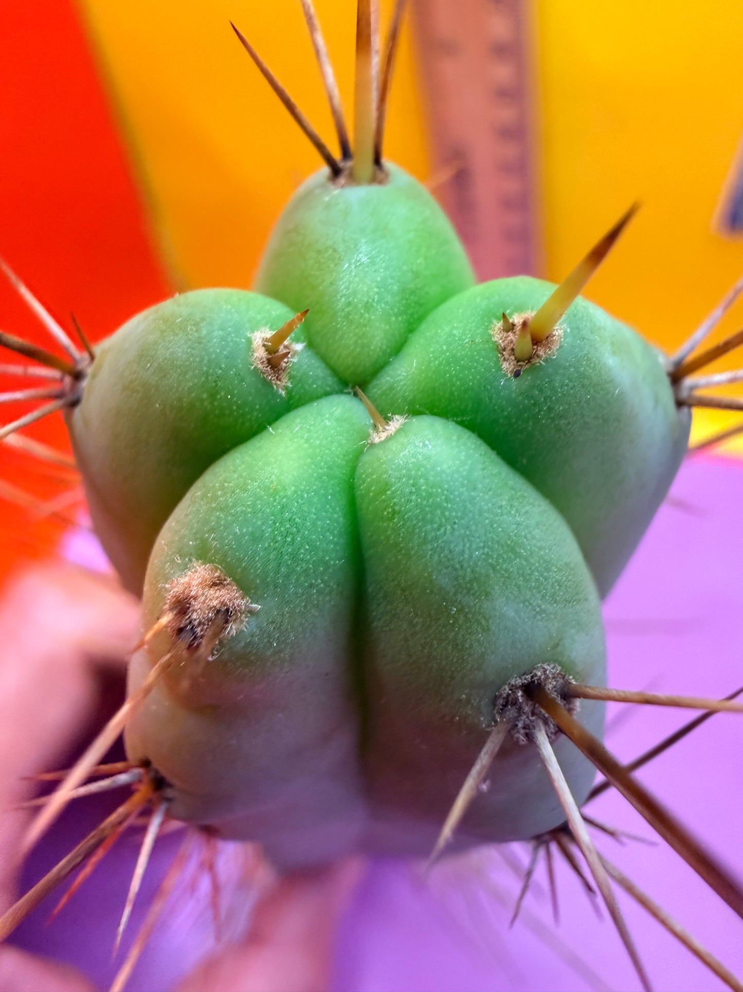 “MINI ME” trichocereus bridgesii