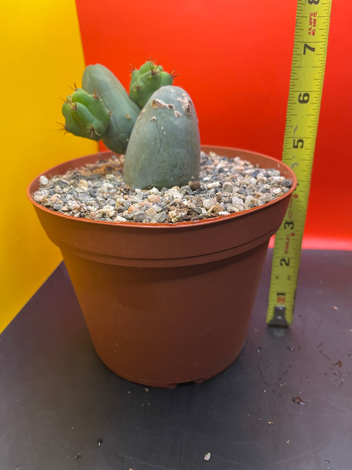 SHIPS IN POT - TBM CACTUS