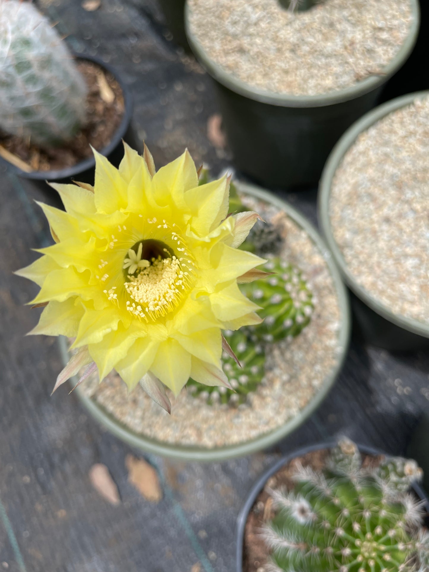 Yellow flowering echinopsis!