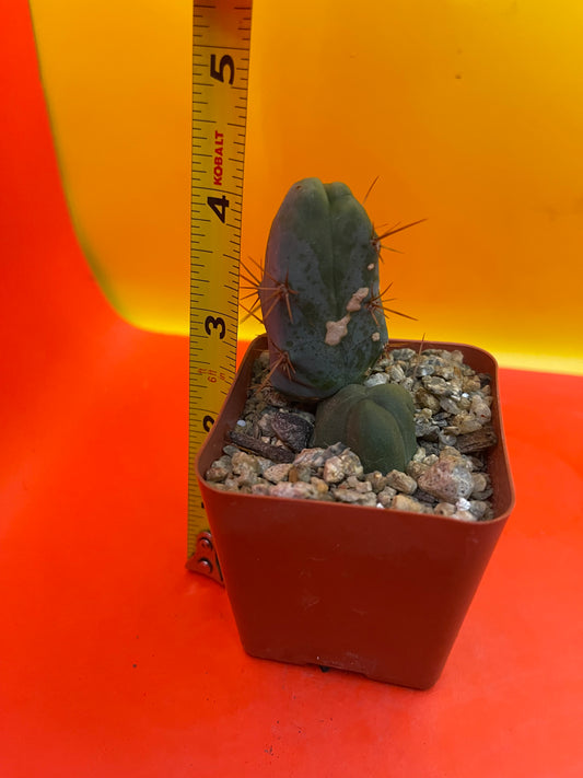 Small CACTUS in 2” pot
