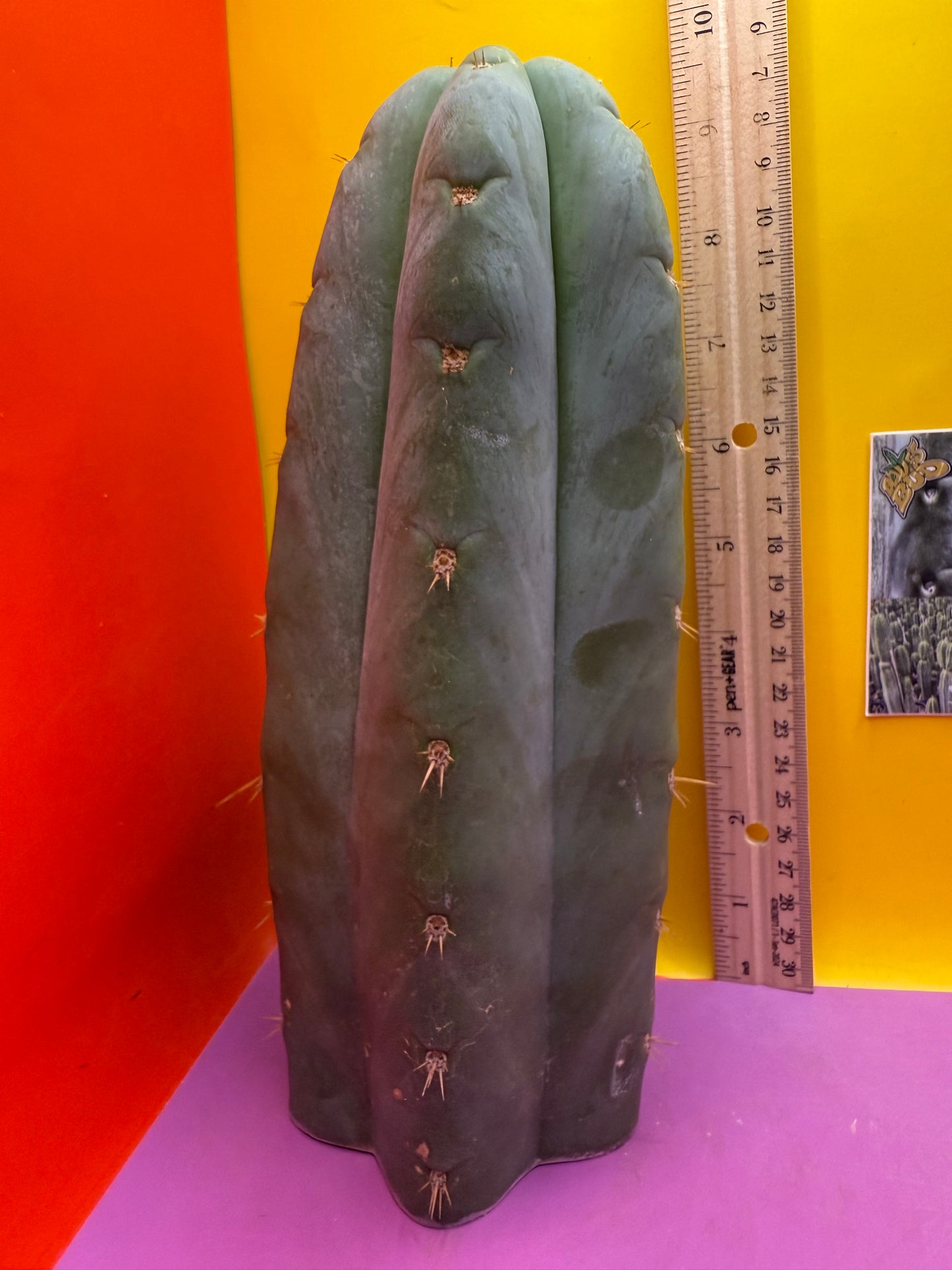 HBG 18568 Trichocereus huanucoensis