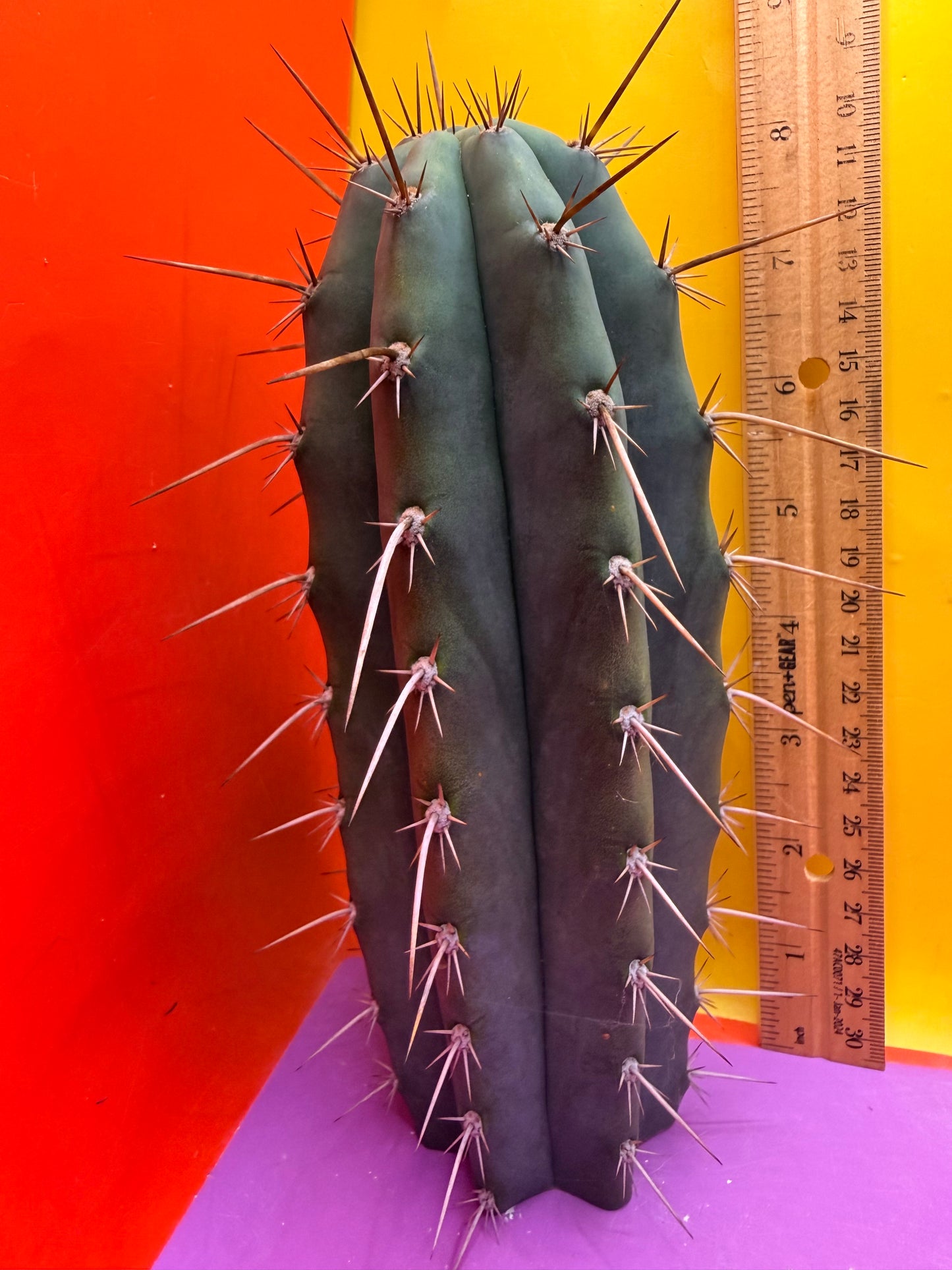 “RC’s T.P. 🧻”  trichocereus peruvianus !!