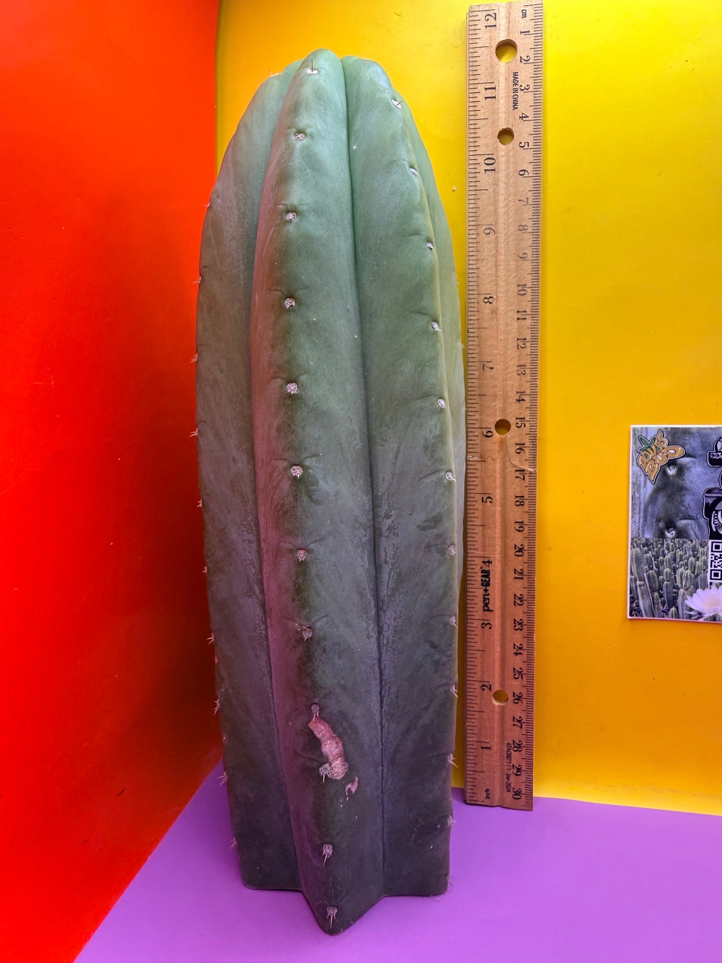 “CAHUILLA” !!!!