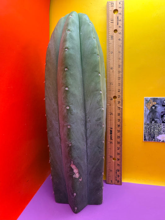 “CAHUILLA” !!!!