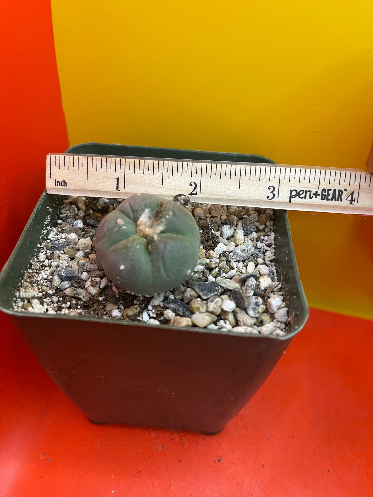 Flowering Cactus in a 4” tall pot