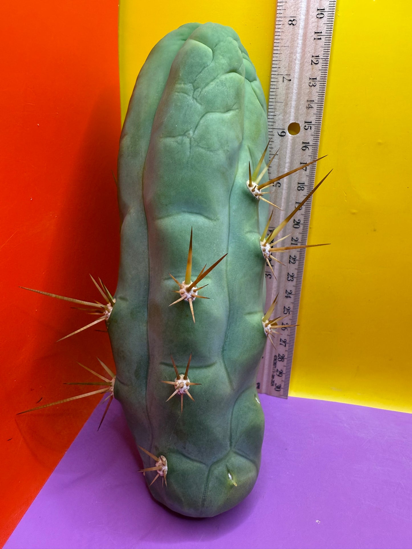 Big Thic Bruce’s Dragon 🐉