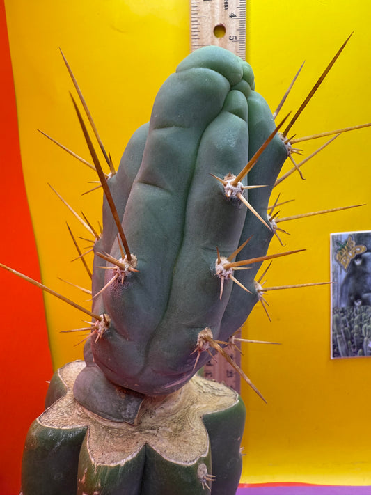 Bruce’s dragon graft