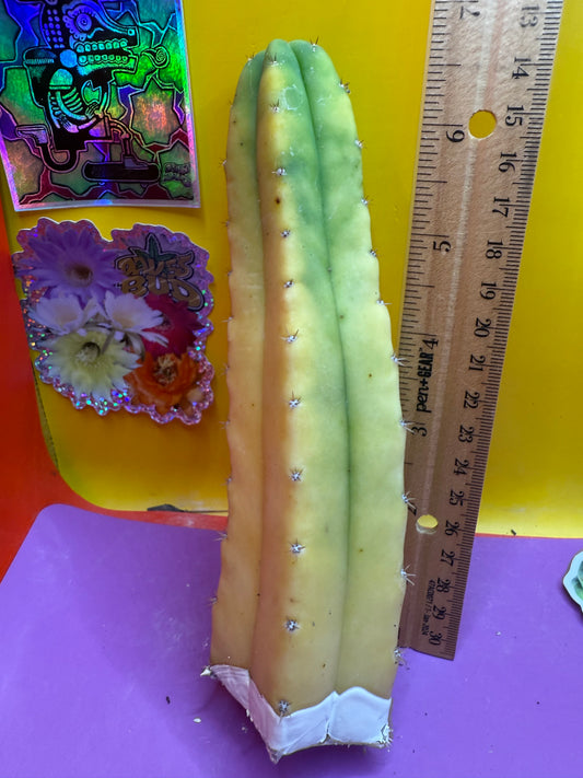 Banana San Pedro Cactus !