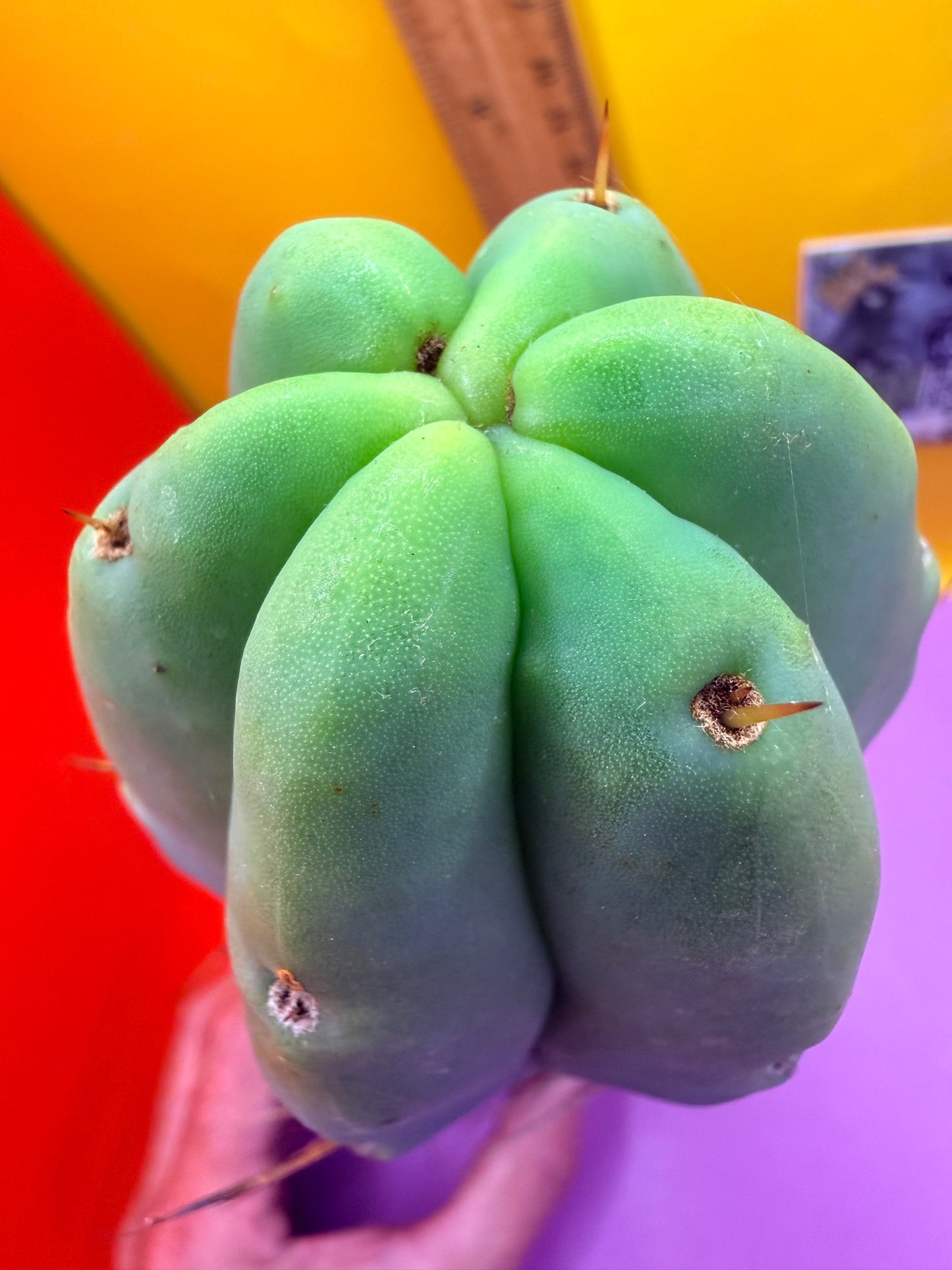 Bald BRIDGESII “LMA” La Mirada Angelo