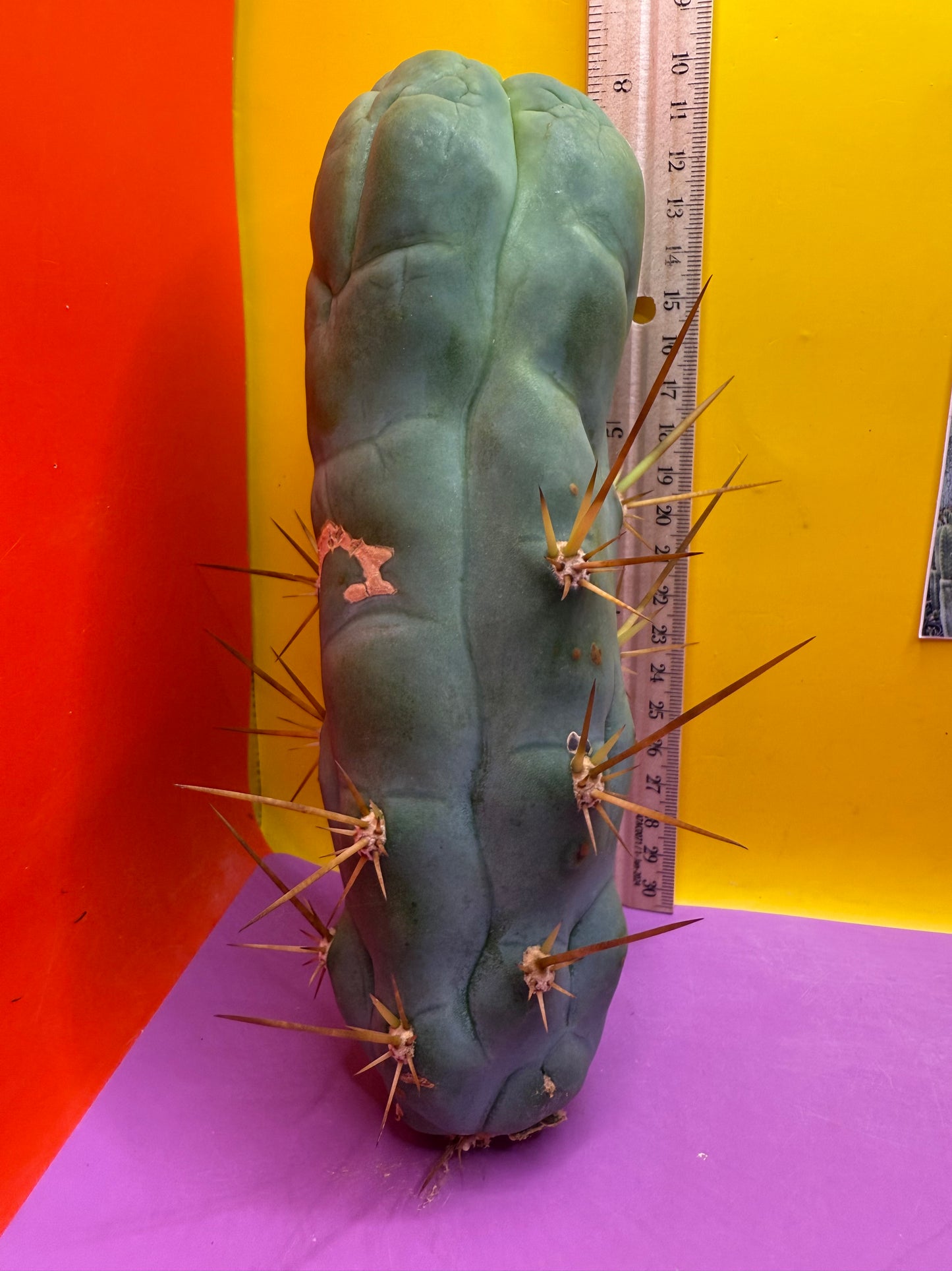 Bruce’s Dragon - almost 3” thick !