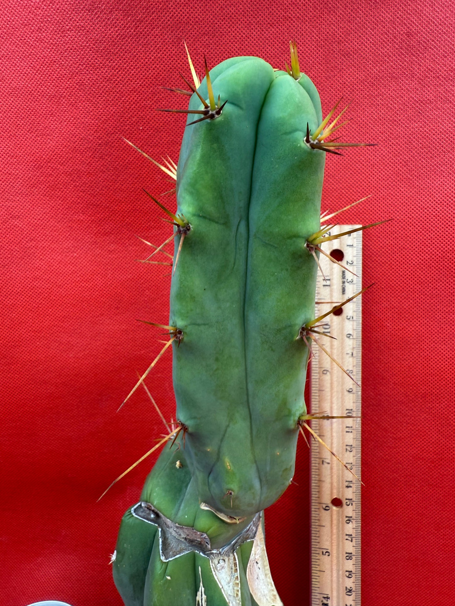 Essedon x Sina Graft , 4 winds !