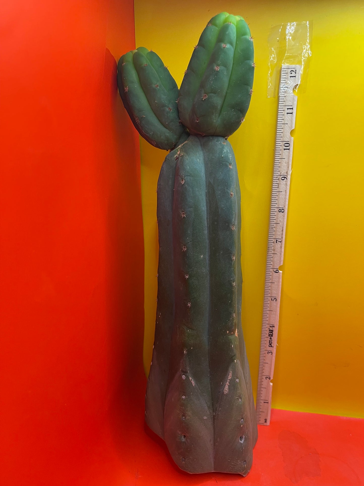 Trichocereus , San Pedro cactus cutting (NOT-p.c.) …..cultivar name is  CAHUILLA !!!