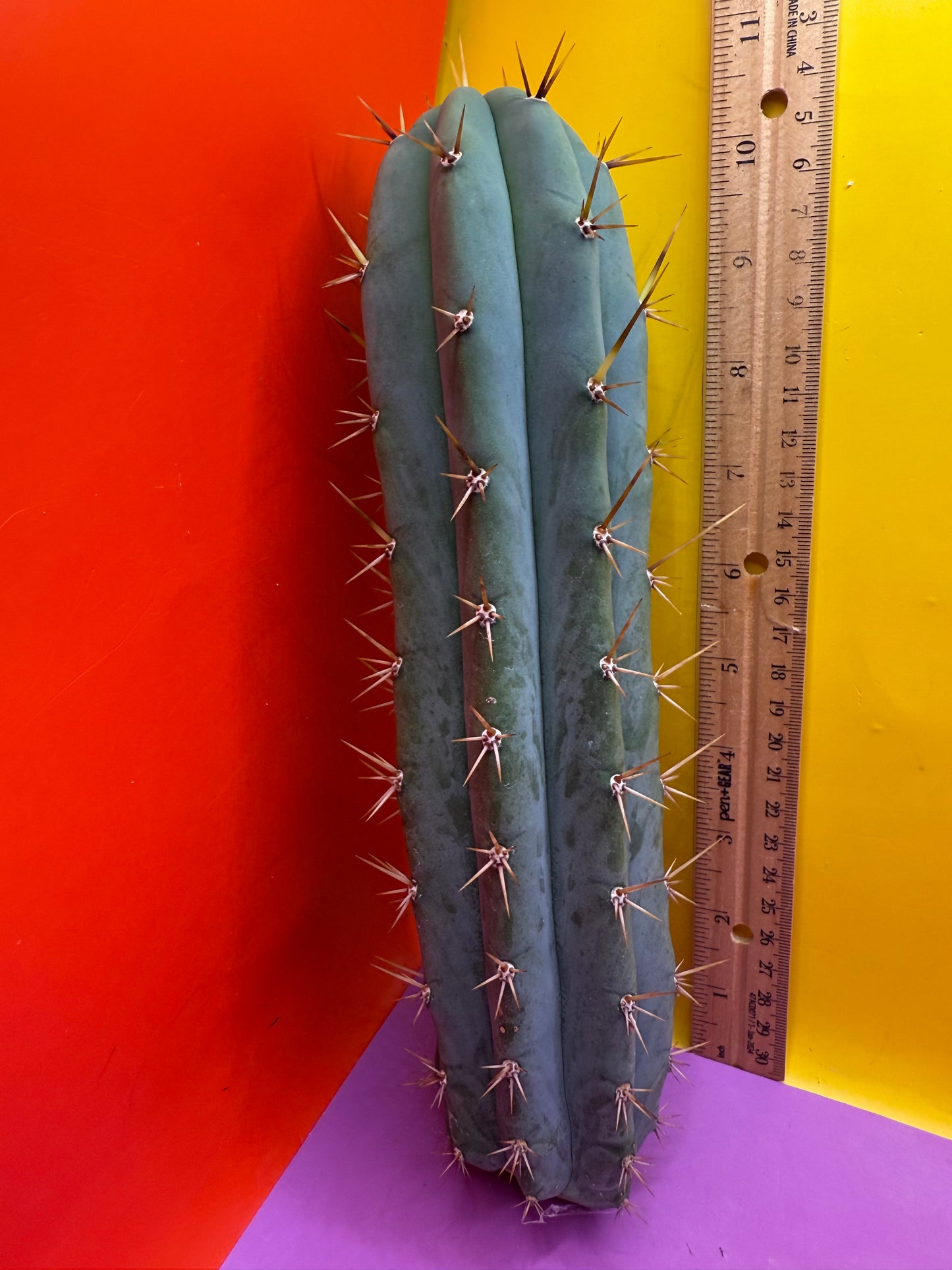 TIG X YOWIE- SAN pedro cactus