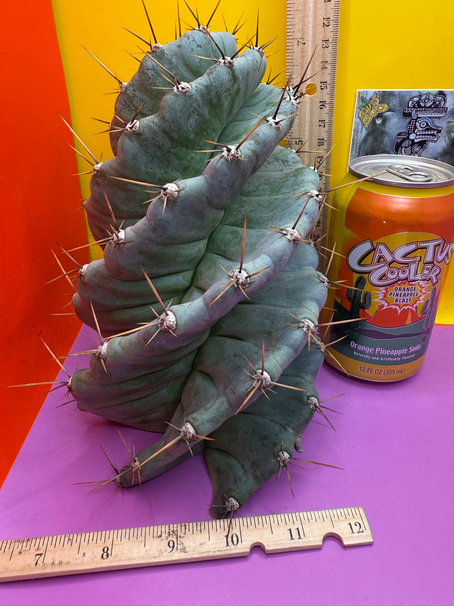 Spiral about 5” thick !!!