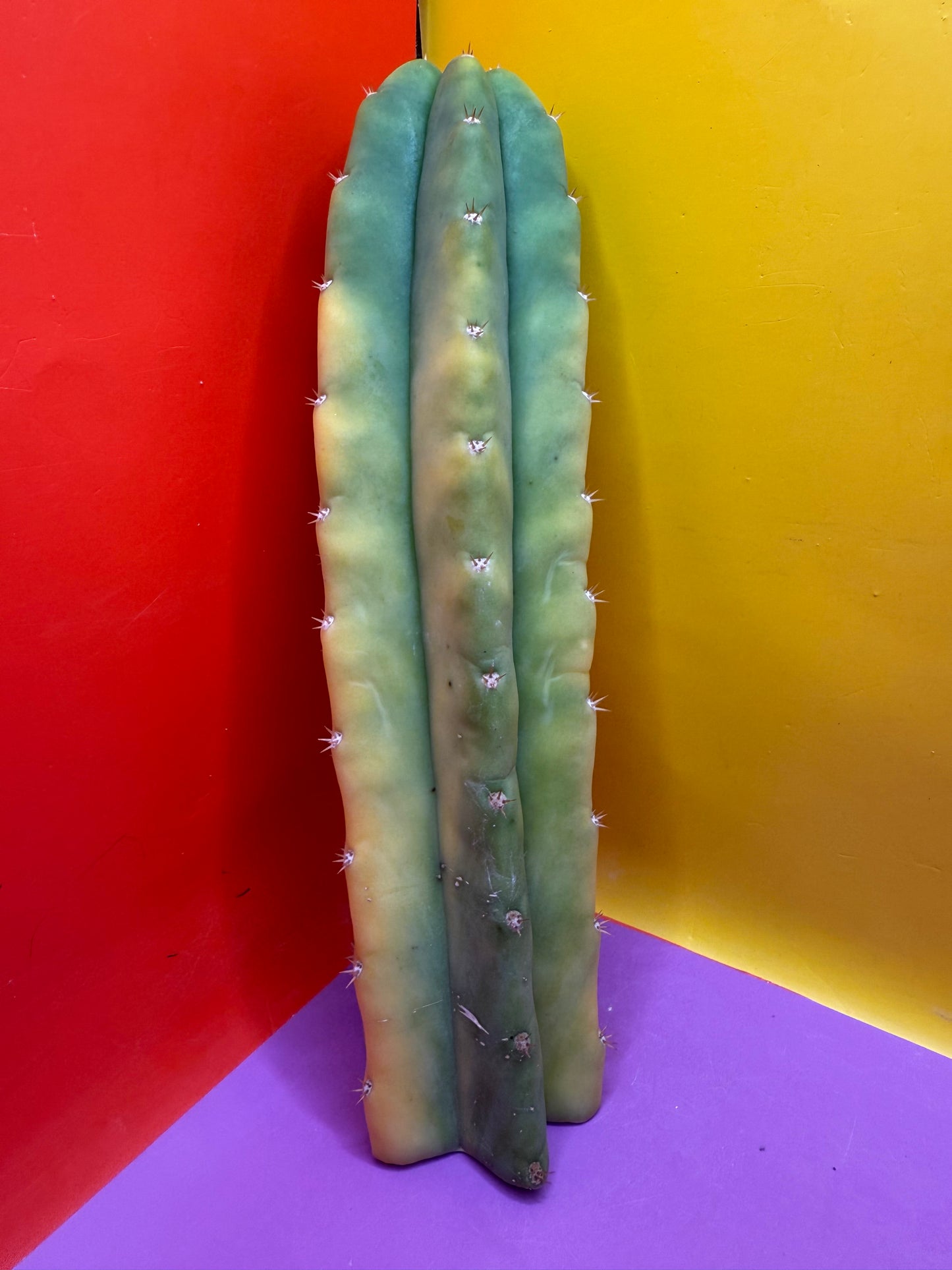 Banana San Pedro Cactus !