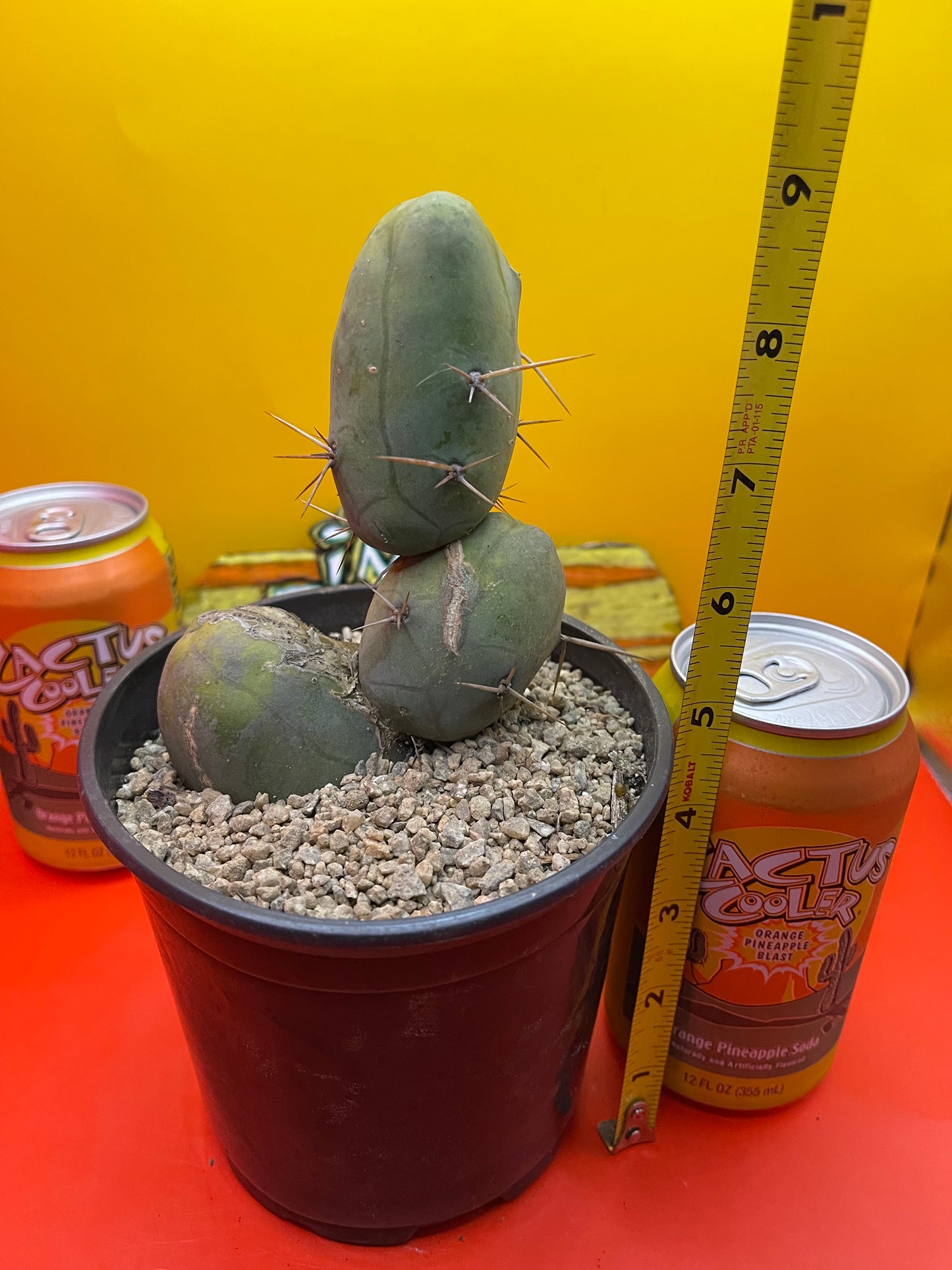 TBM cactus for sale