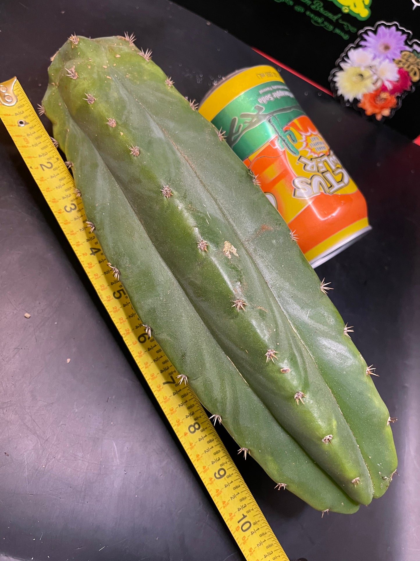 San Pedro cactus