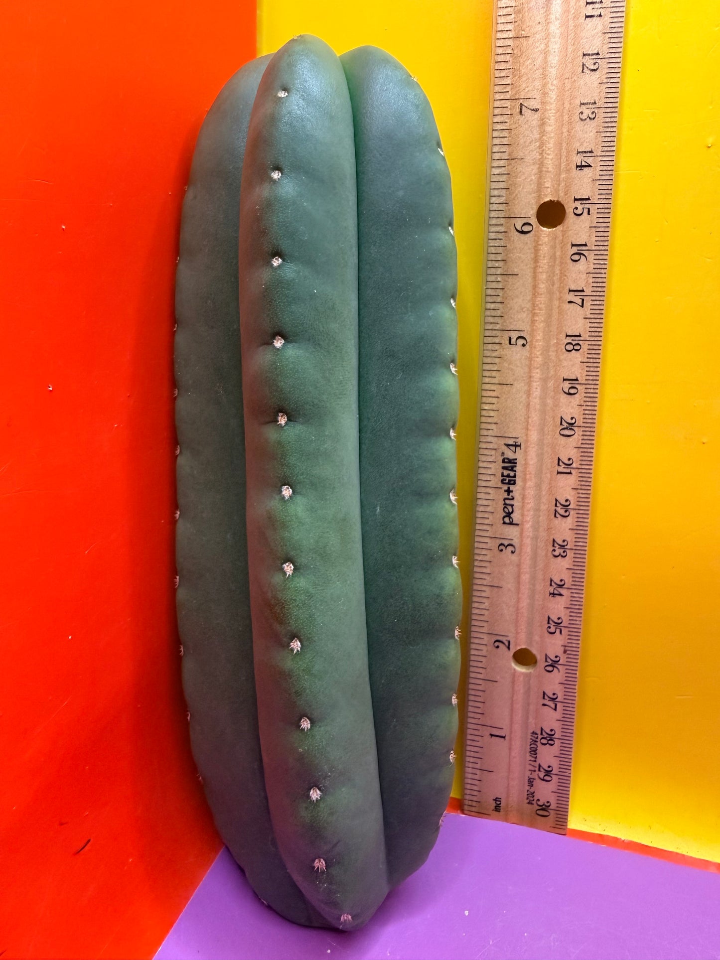 JUICE BOX 🧃! Trichocereus  Scopulicola