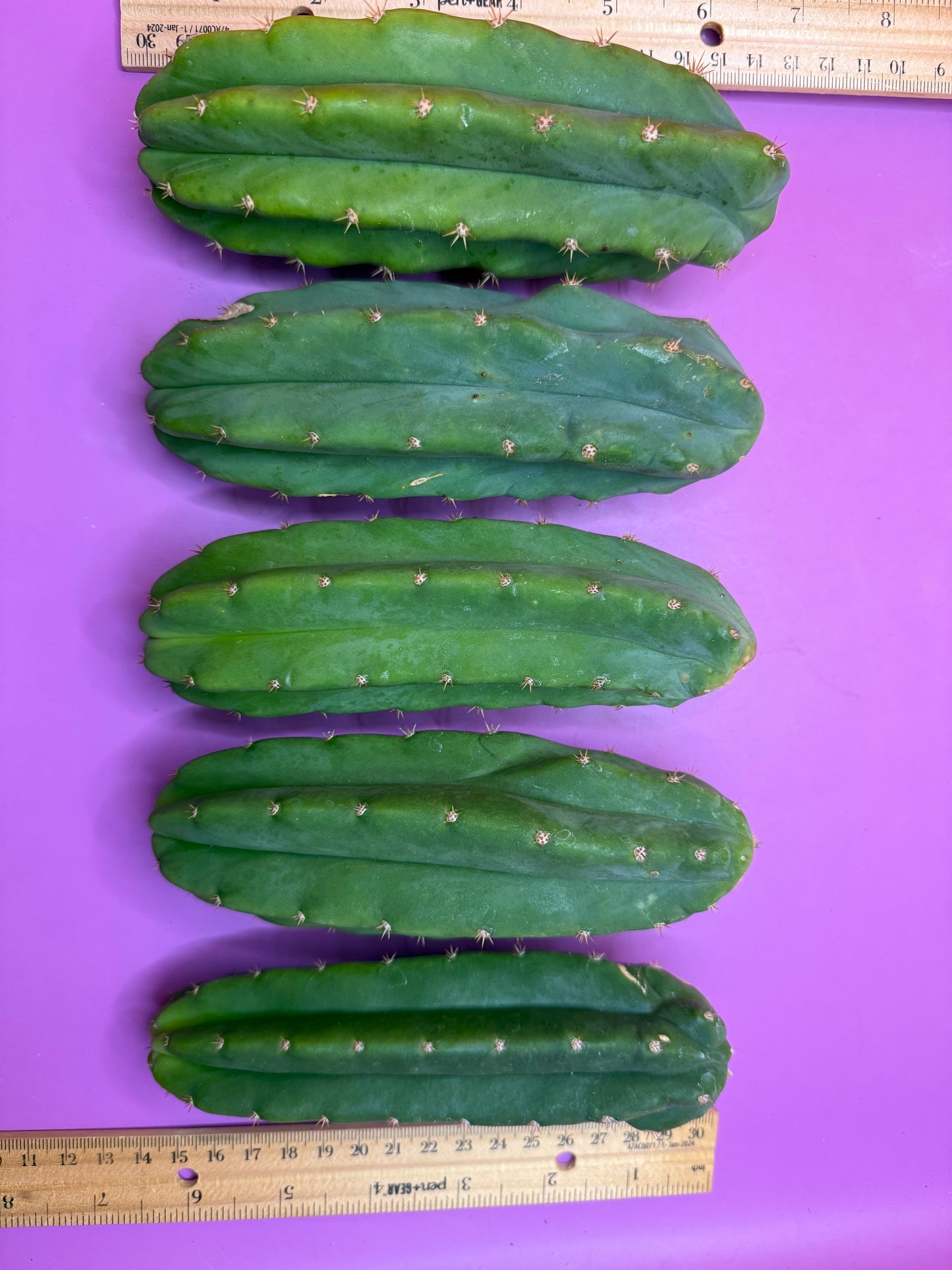 5 cactus bundle pack !!