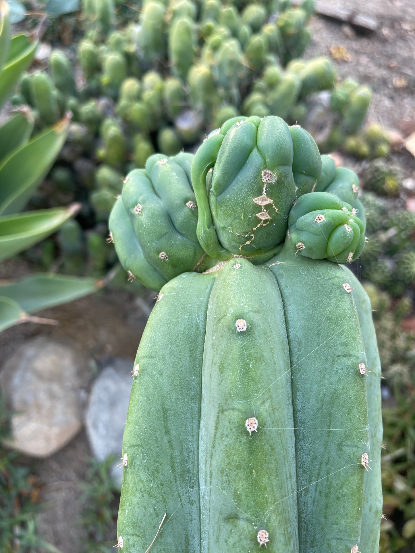 Freak Cahuilla !!! Trichocereus