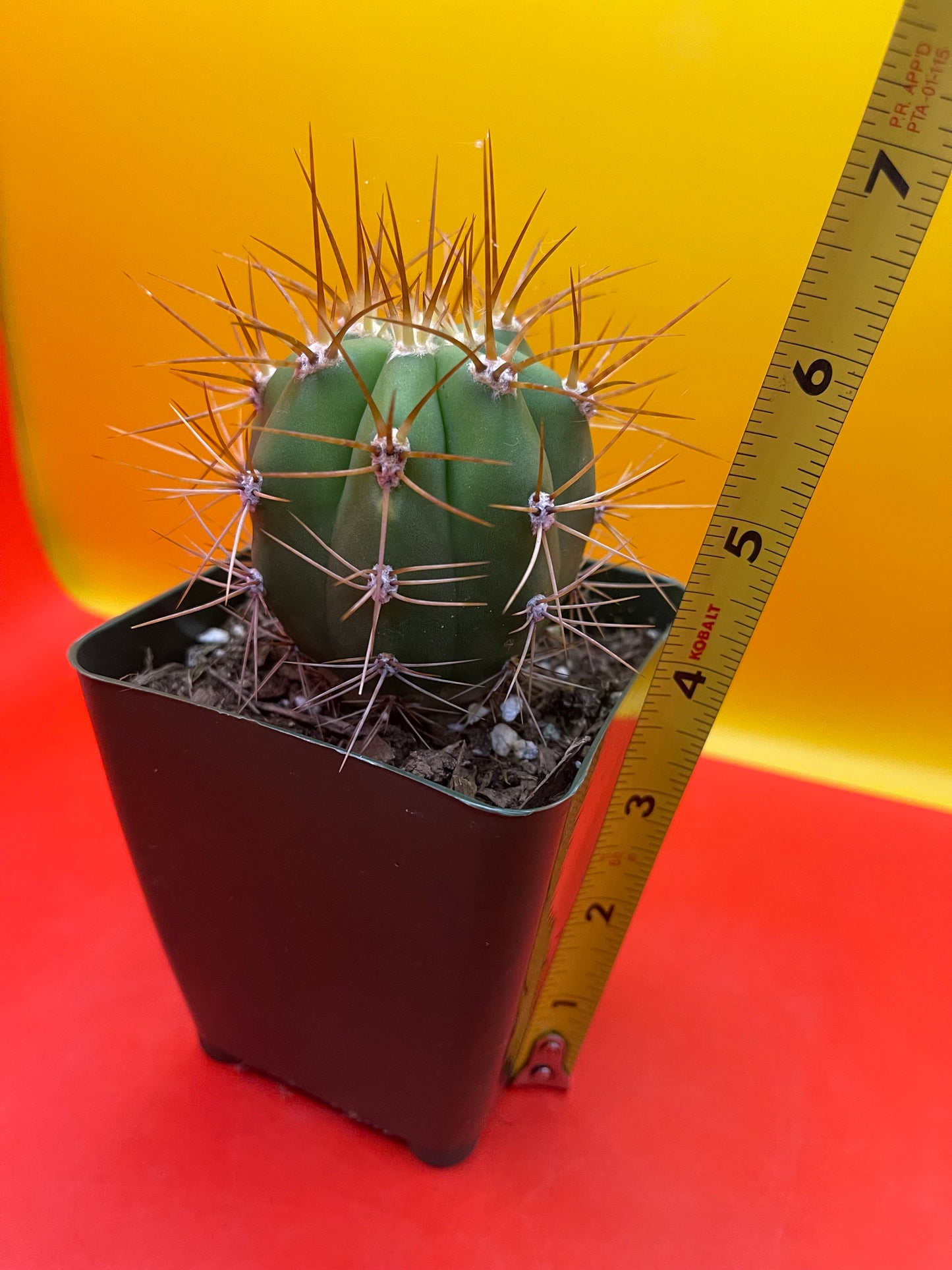 Trichocereus Terscheckii !!